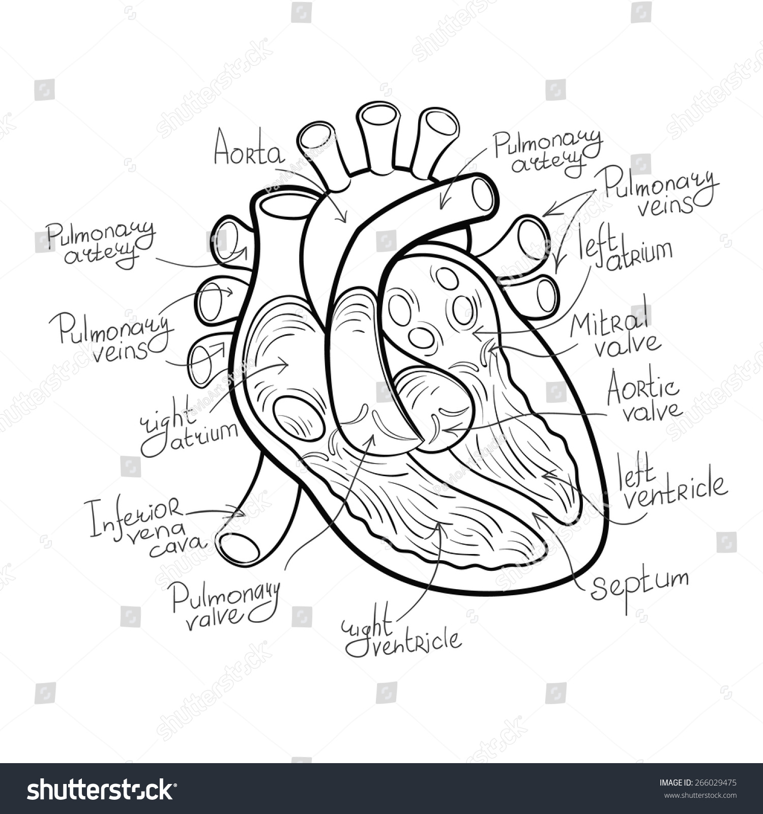 Heart Anatomy Outline Vector Illustration - 266029475 : Shutterstock