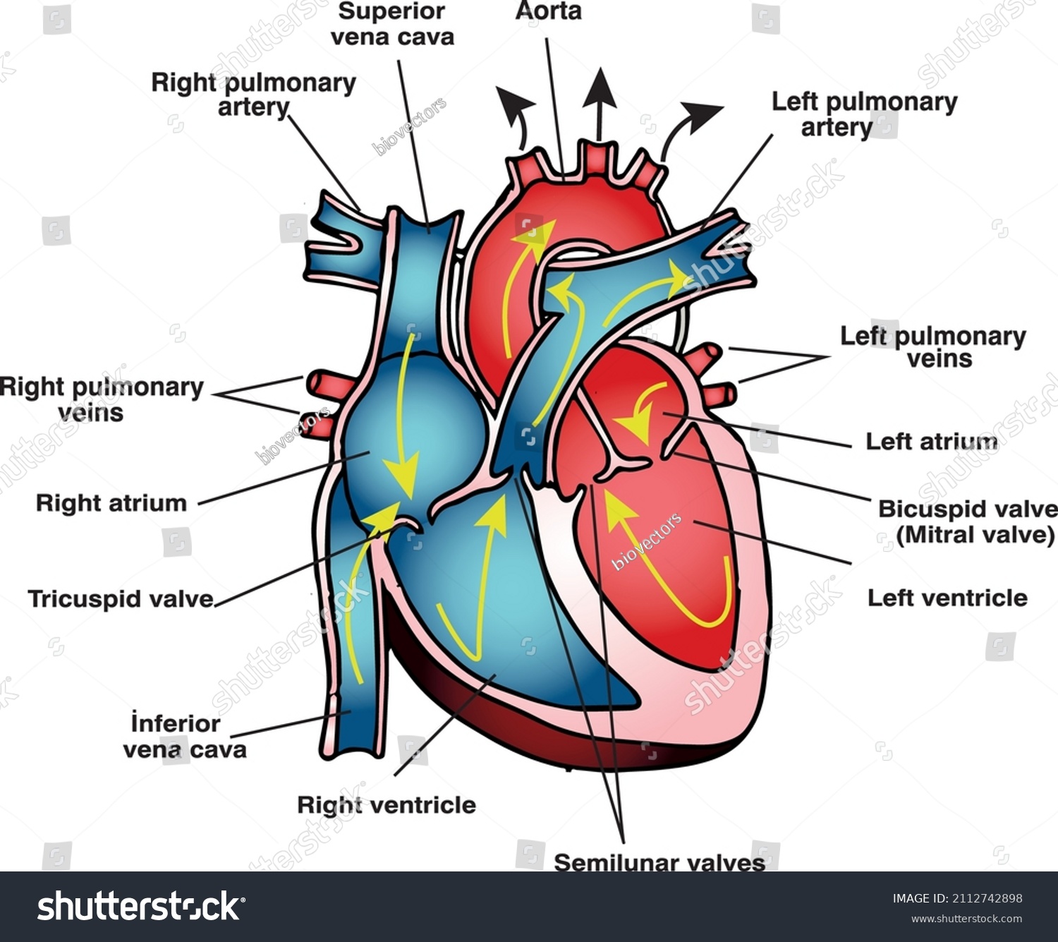 Heart Anatomy Structure Heart Vascular Connections Stock Vector ...