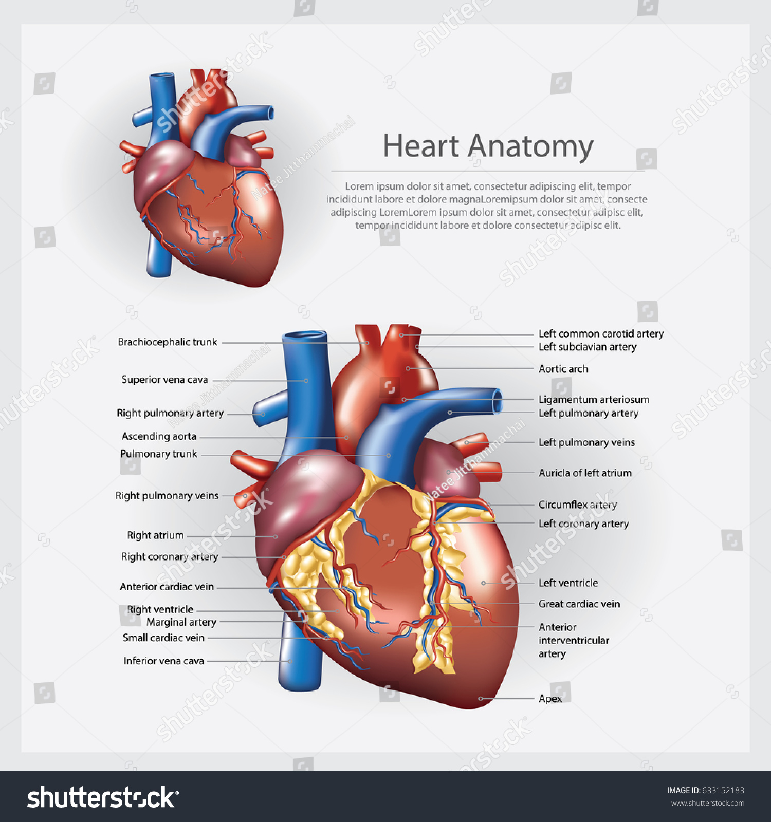 Heart Anatomy Vector Illustration Stock Vector (Royalty Free) 633152183 ...