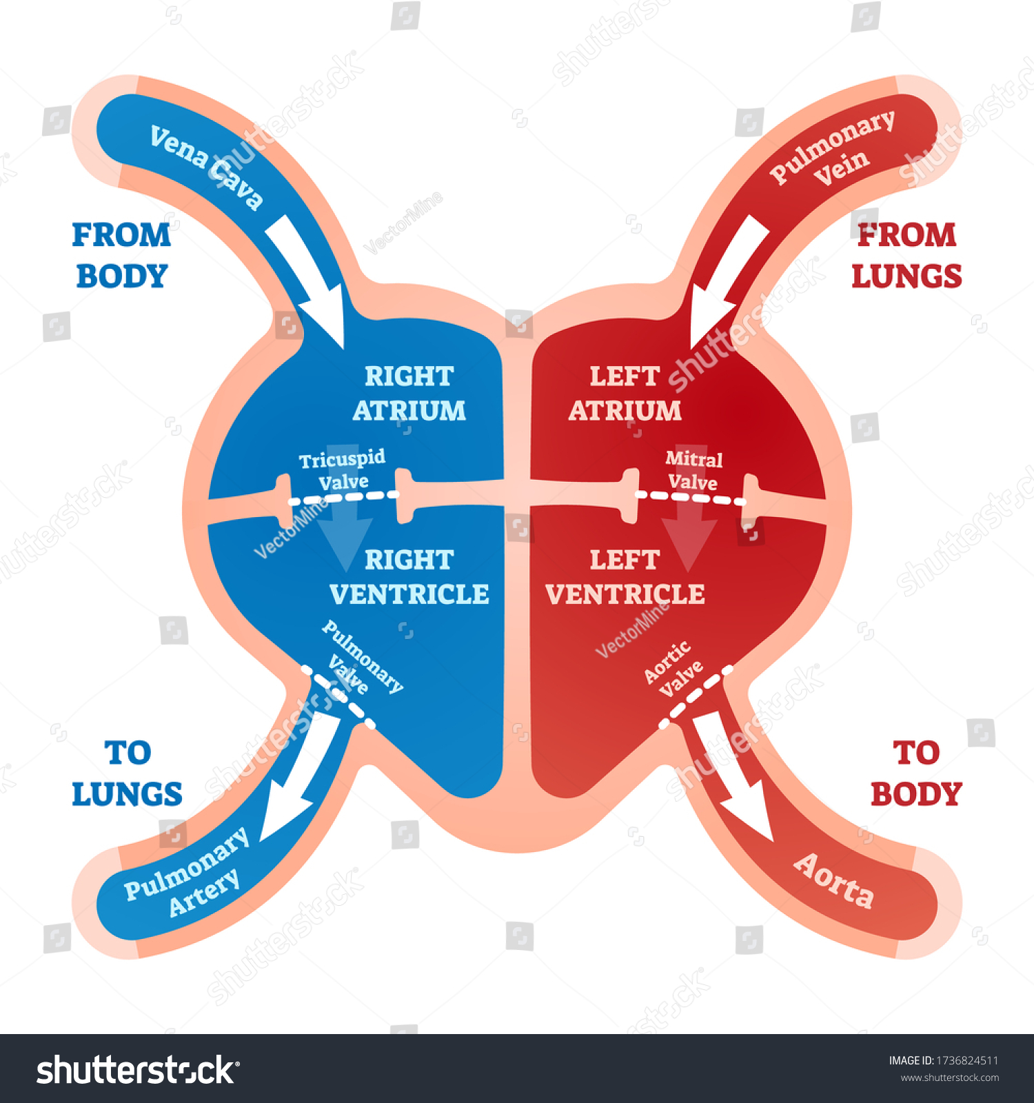 1,828 Blood Flow Heart Lungs Images, Stock Photos & Vectors | Shutterstock