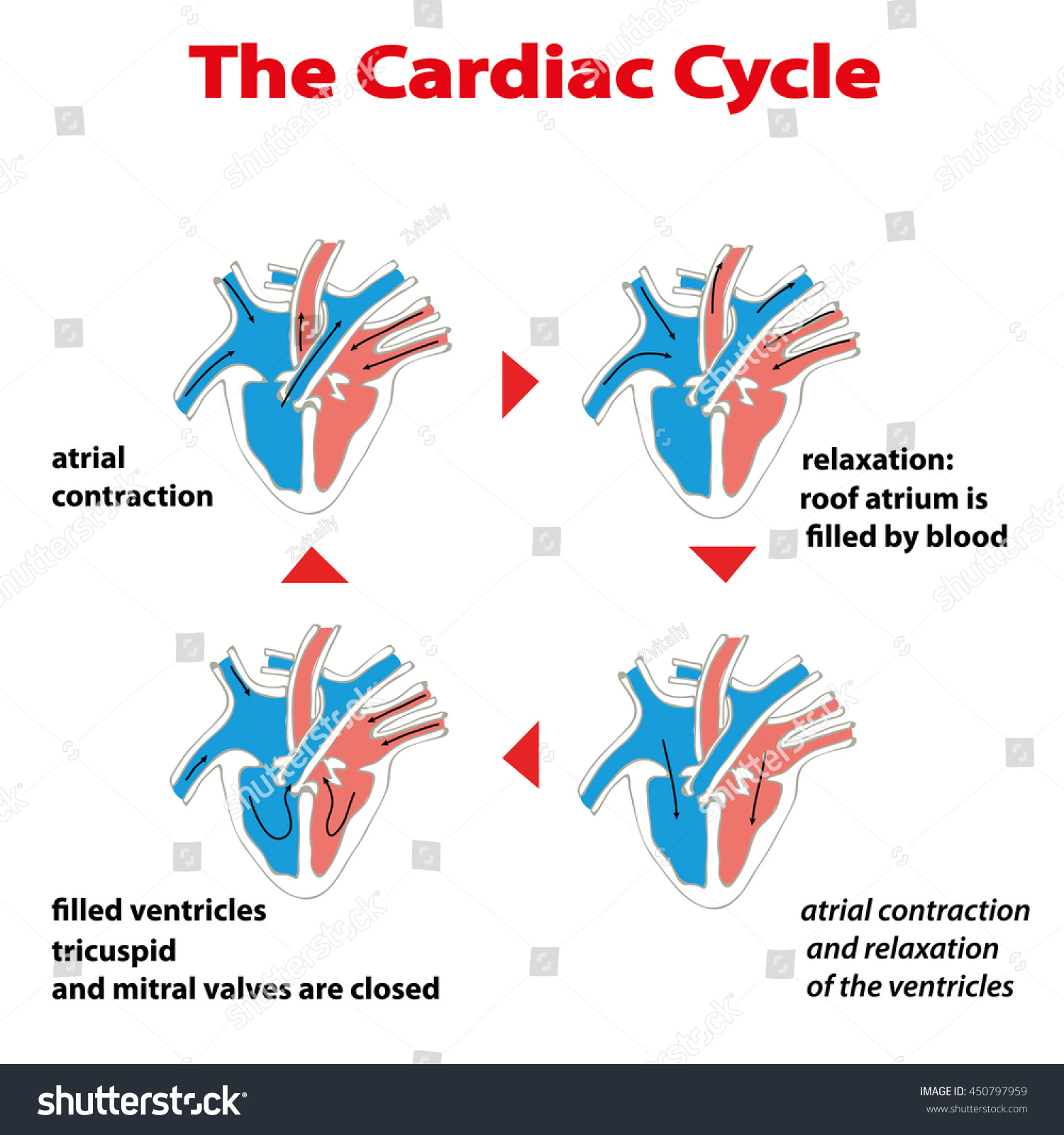 Heart Cycle Cardiac Cycle Heart On Stock Vector (Royalty Free) 450797959