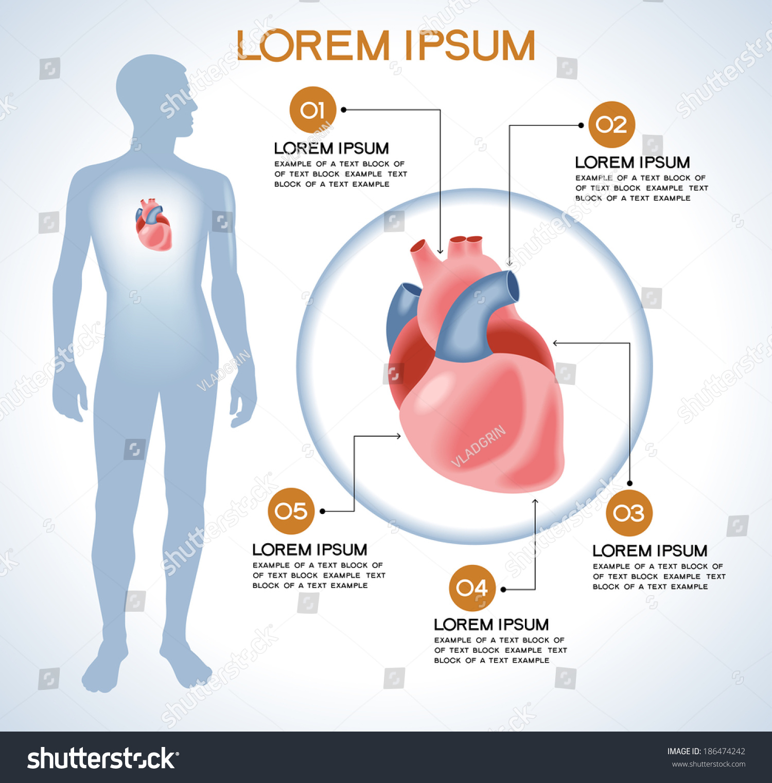 Heart Modern Medical Infographics Internal Organs Stock Vector (Royalty ...