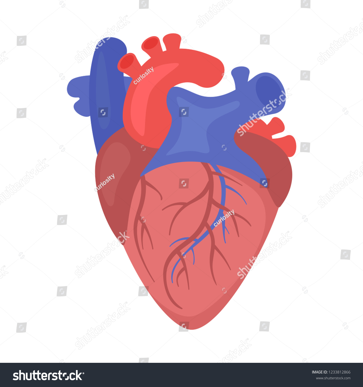 Heart Organ Vector Illustration Isolated On Stock Vector (Royalty Free ...