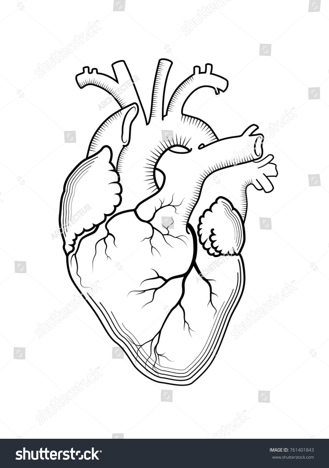 Heart Internal Human Organ Anatomical Structure Stock Vector (Royalty ...