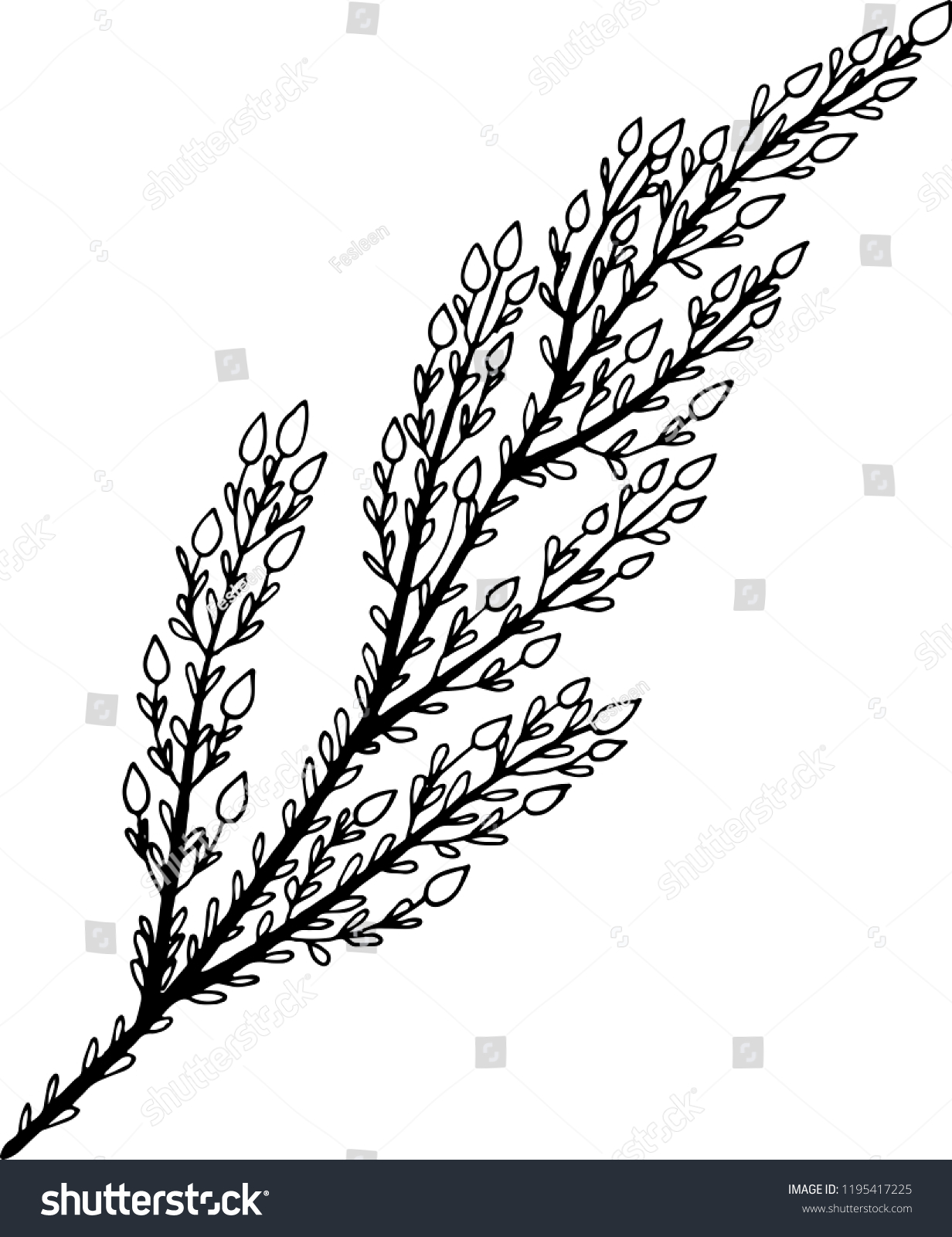 867 Heather flower drawing Stock Illustrations, Images & Vectors