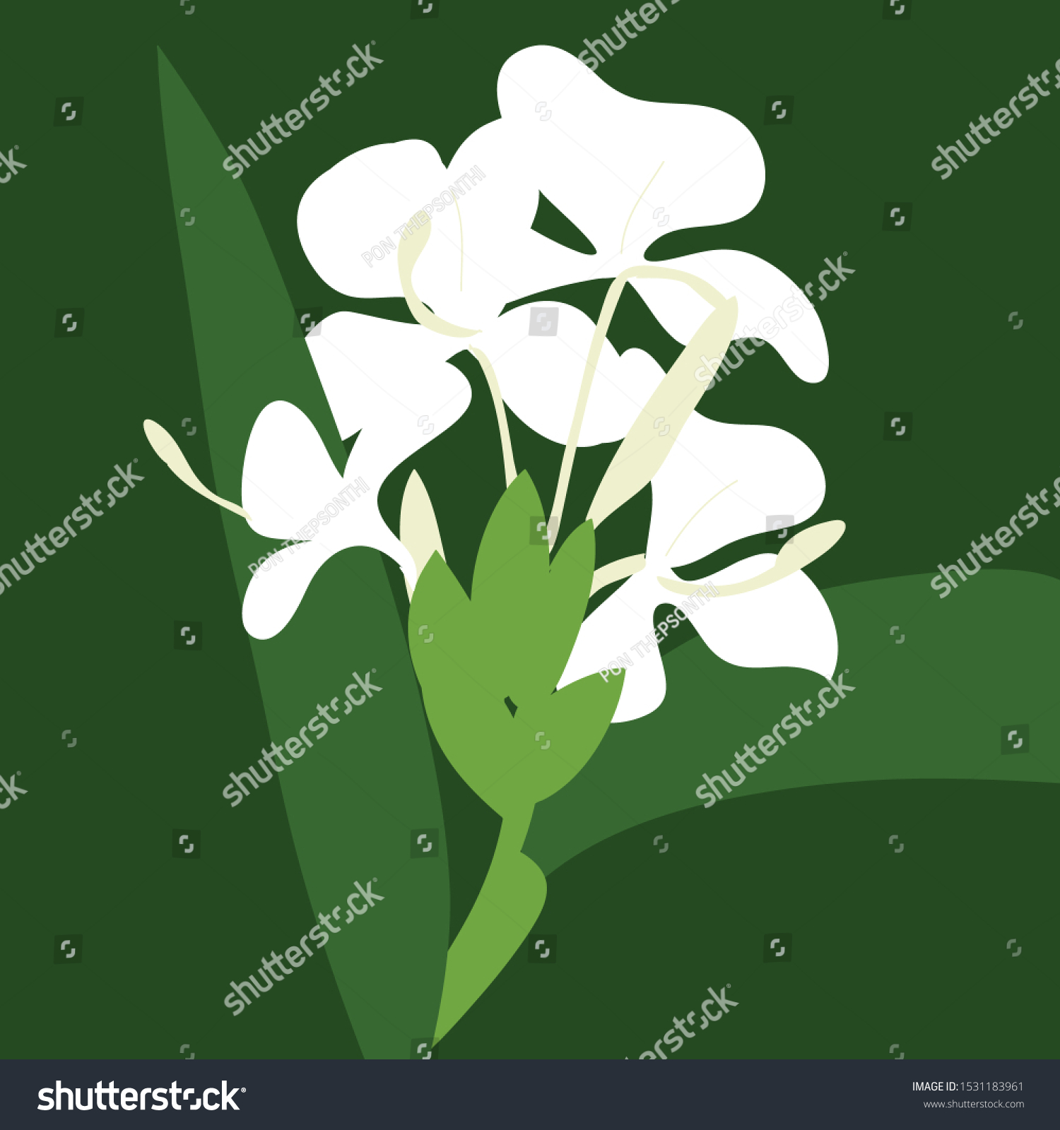 Hedychium Coronarium White Garlandlily White Ginger Stock Vector Royalty Free