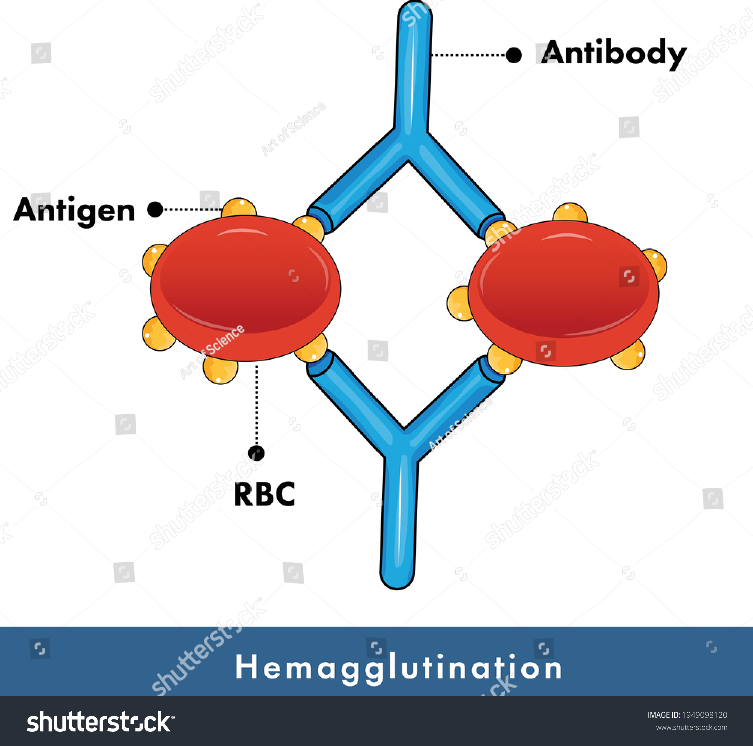 hemagglutination-assay-used-blood-grouping-blood