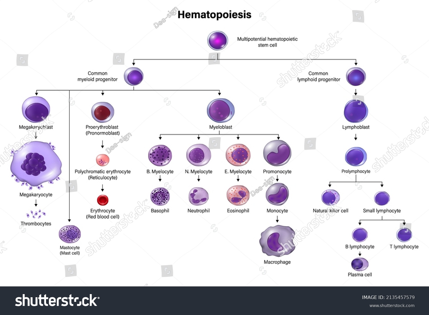 Eritrocites Images, Stock Photos & Vectors | Shutterstock