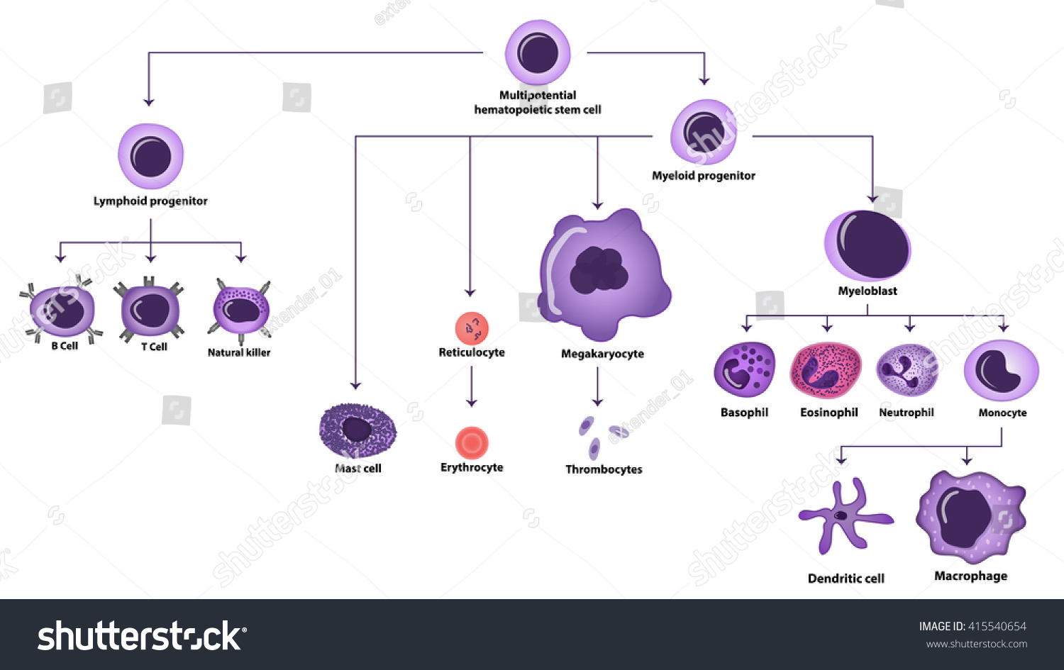 Hematopoiesis Cell Types Scheme Stock Vector 415540654 - Shutterstock