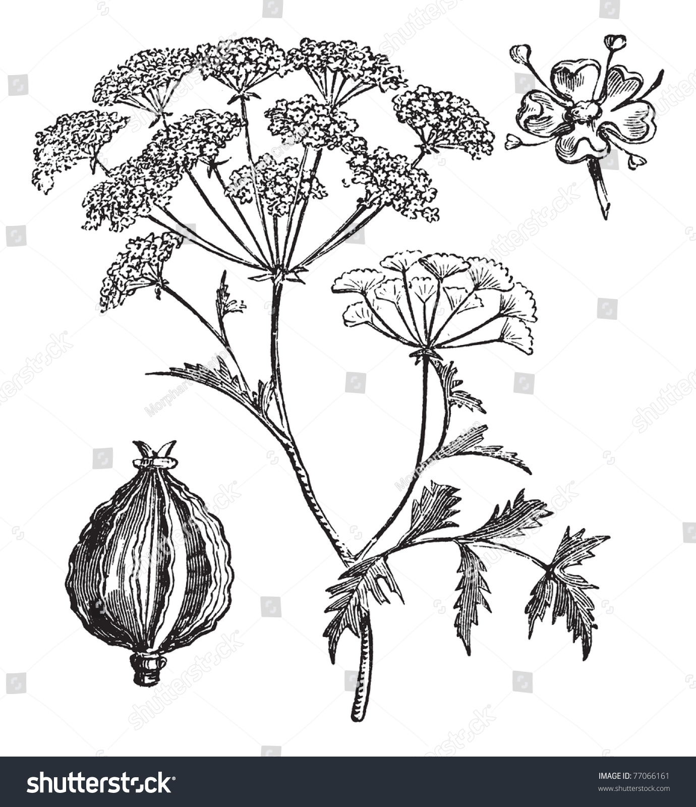 Hemlock Poison Hemlock Conium Maculatum Vintage Stock Vector (Royalty ...