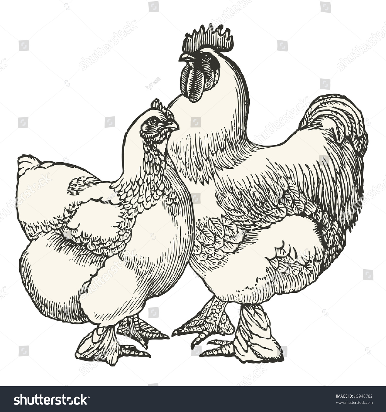 Hen Cock Cochin Race Vintage Engraved Stock Vector (Royalty Free ...