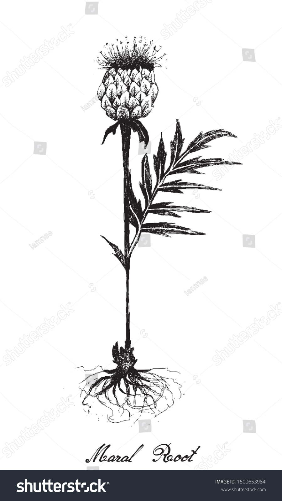 SVG of Herbal Flower and Plant, Hand Drawn Illustration of Rhaponticum Carthamoides or Maral Root Plant, Used in Alternative and Folk Medicine. 
 svg