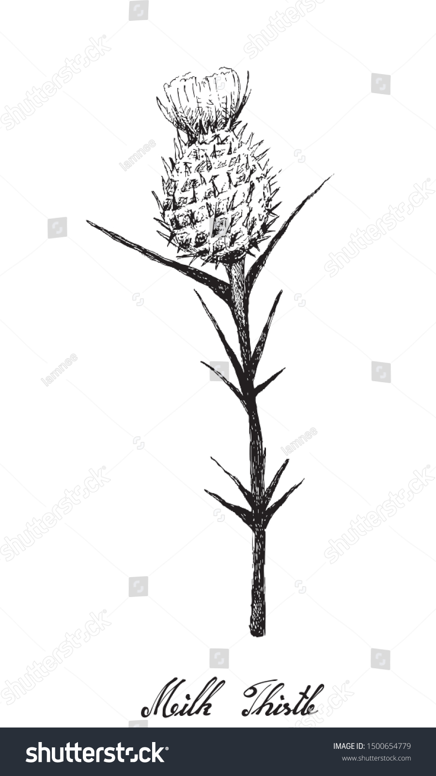 SVG of Herbal Flower and Plant, Hand Drawn Illustration of Silybum Marianum, Cardus Marianus or Milk Thistle Plant, Used to Treat Alcoholic Liver Disease and Gallbladder Problems.  svg