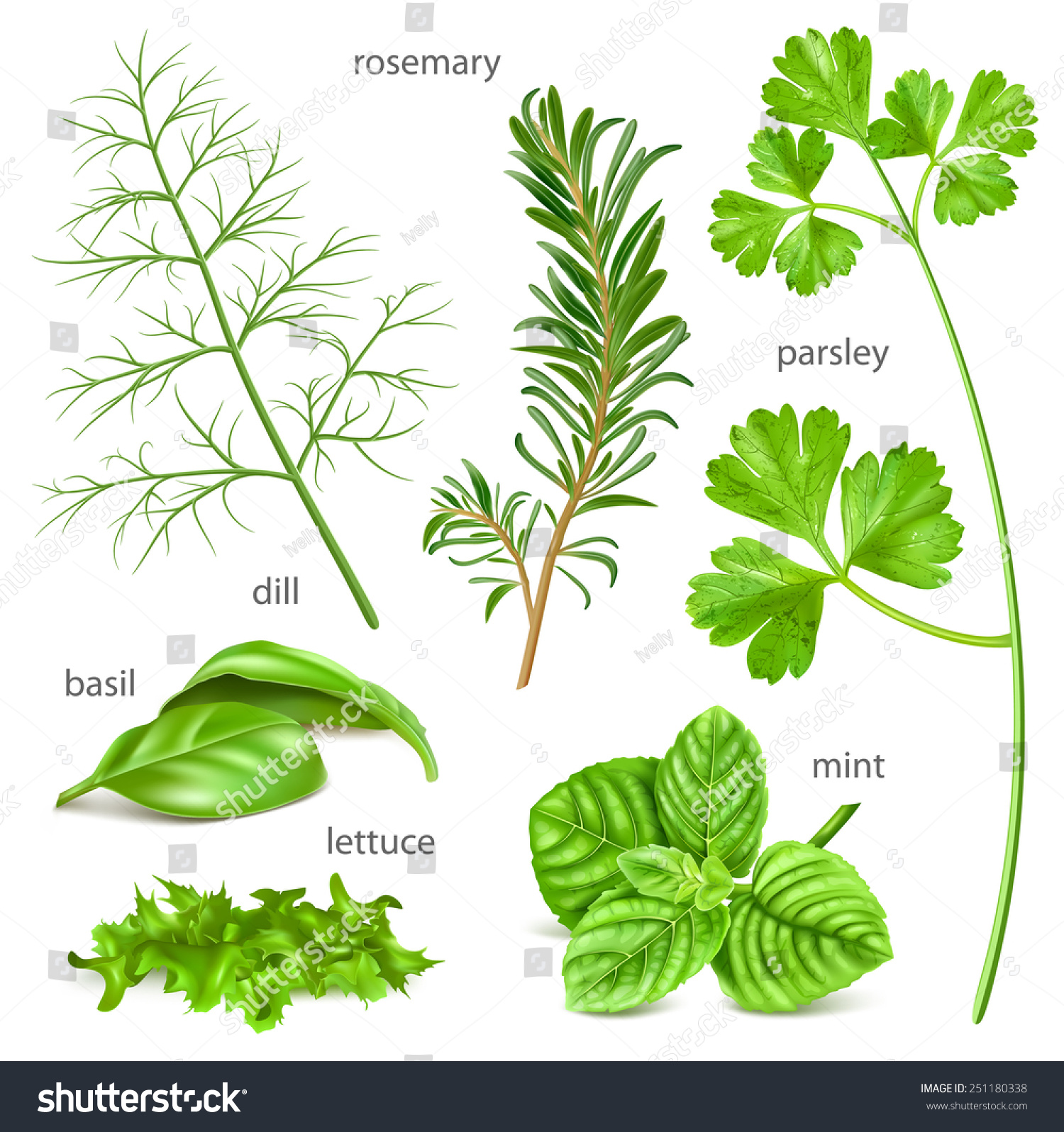 Herbs Collection Vector Illustration Stock Vector (Royalty Free) 251180338