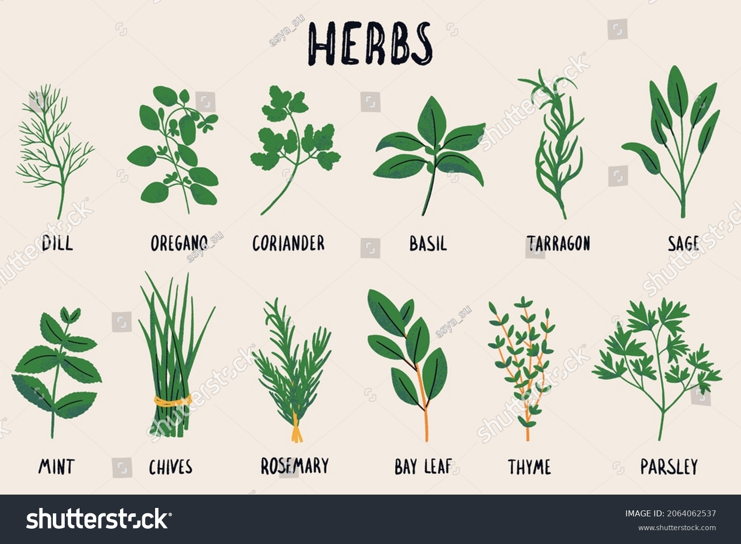 SVG of Herbs set isolated vector illustration in hand drawn flat style. Such as dill, oregano, tarragon, mint, rosemary, parsley, coriander, thyme, basil, bay leaf, oregano, sage. Food magazine illustration svg