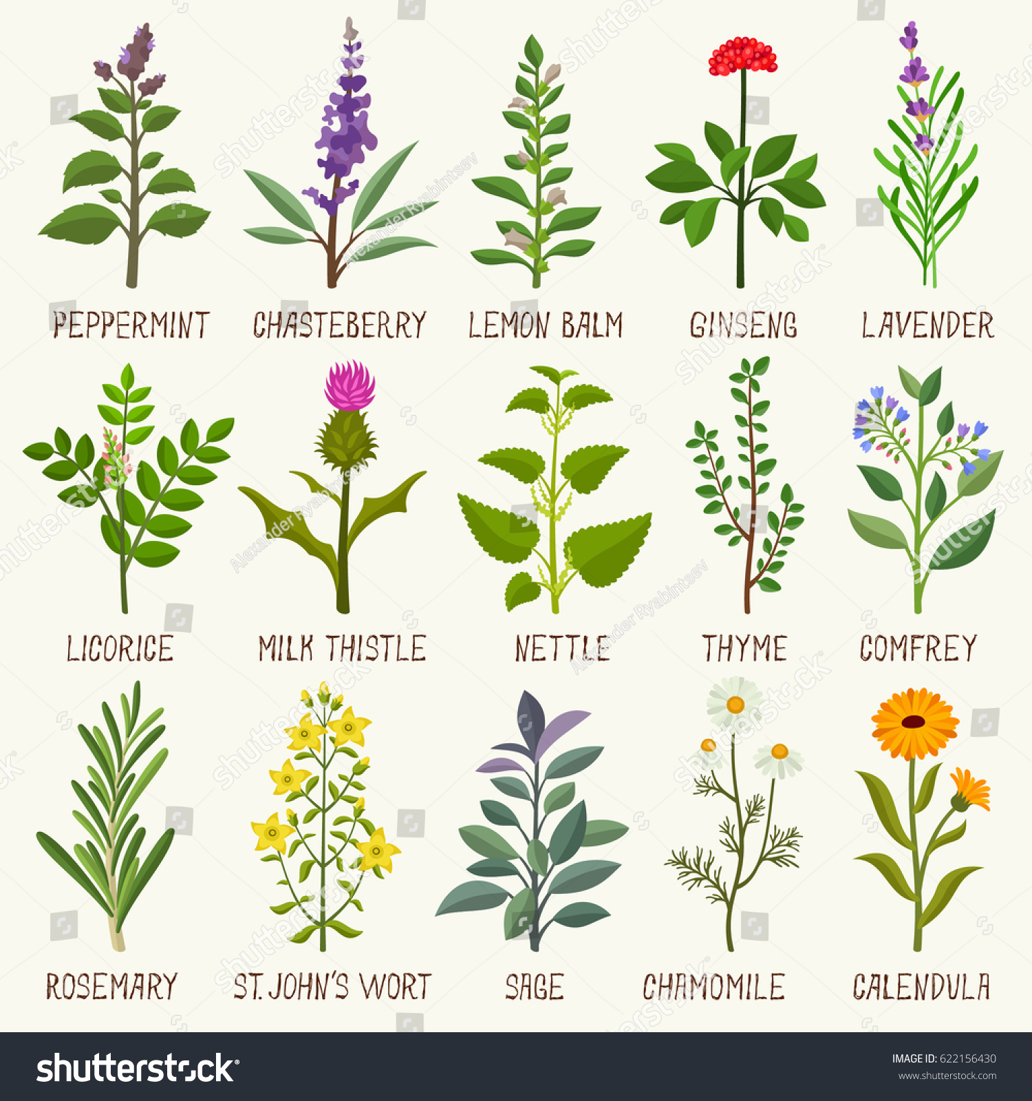 Herbs Vector Set Stock Vector 622156430 - Shutterstock