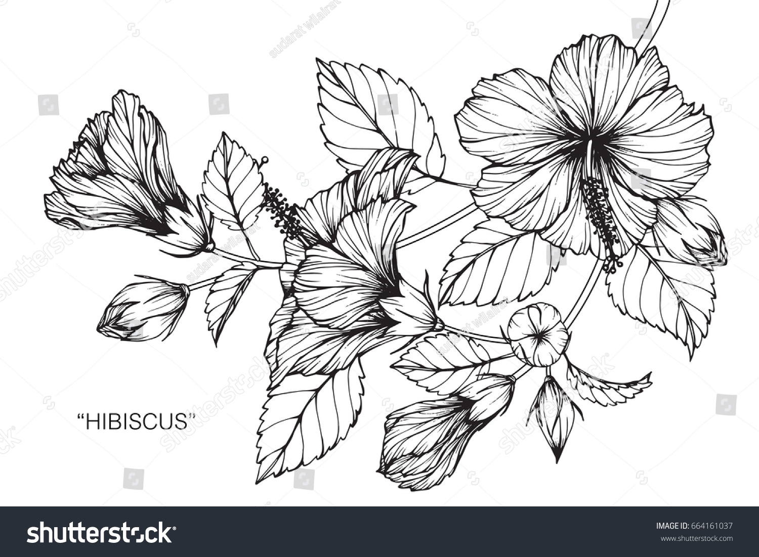  Hibiscus Flowers Drawing Sketch Lineart On Stock Vector 664161037 