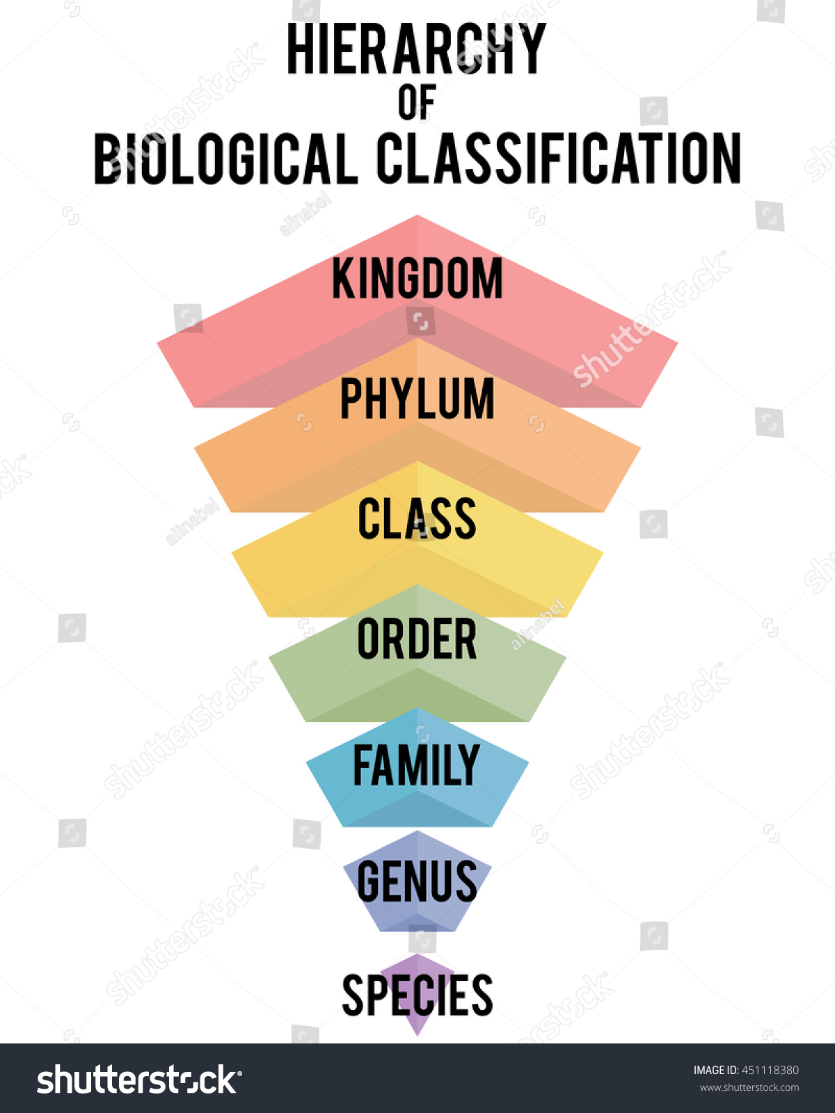 Hierarchy Biological Classification Major Taxonomic Ranks Stock Vector 451118380 - Shutterstock