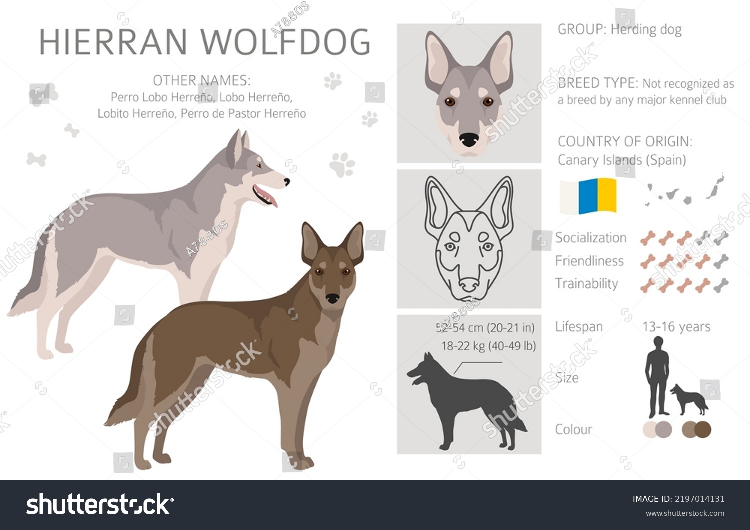 7 Hierran wolfdog Images, Stock Photos & Vectors | Shutterstock