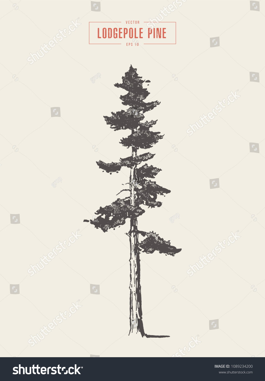 1,462 Lodgepole pine Images, Stock Photos & Vectors | Shutterstock