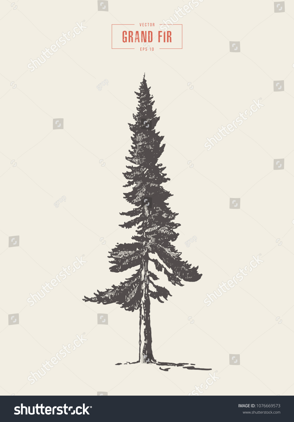 High Detail Vintage Illustration Grand Fir Stock Vector (Royalty Free ...