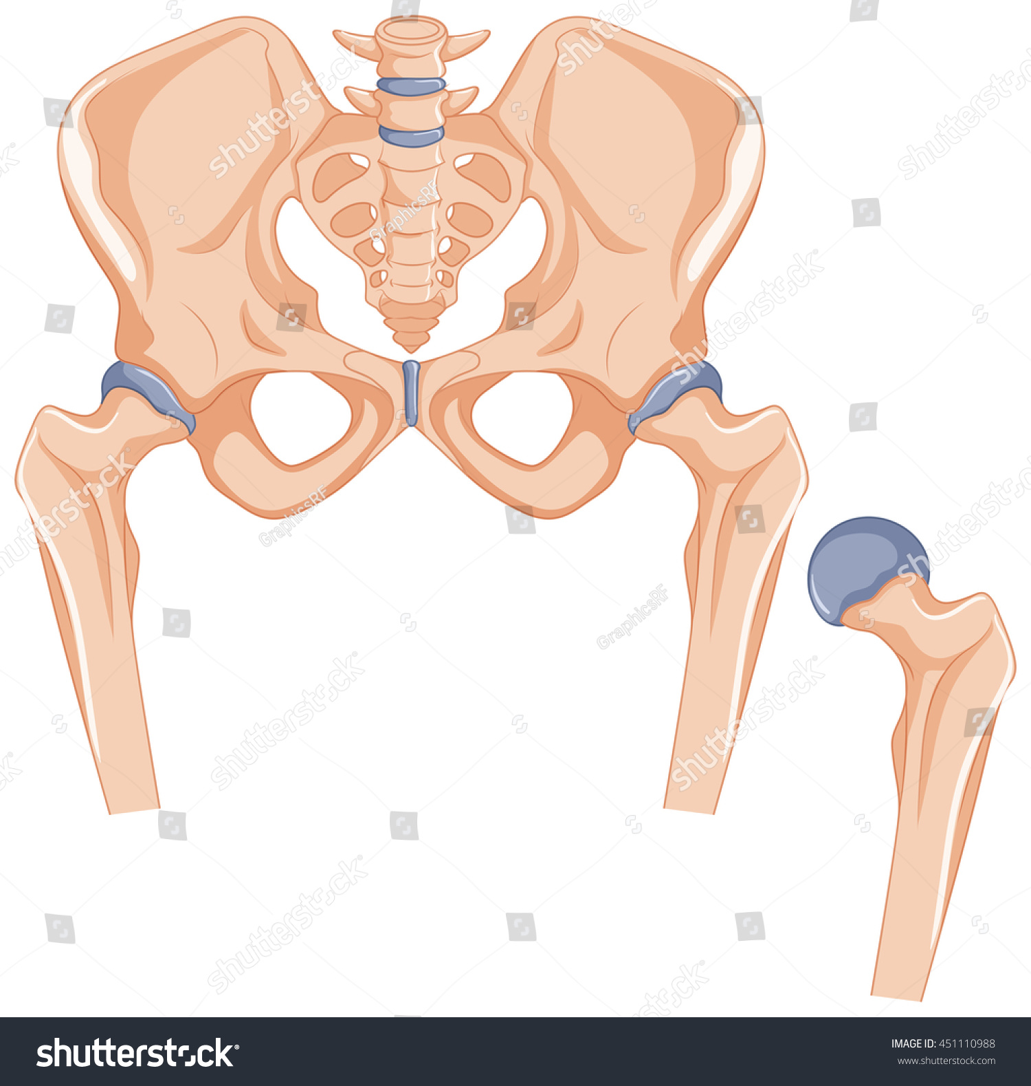 Hip Bones Human Body Illustration Stock Vector 451110988 - Shutterstock