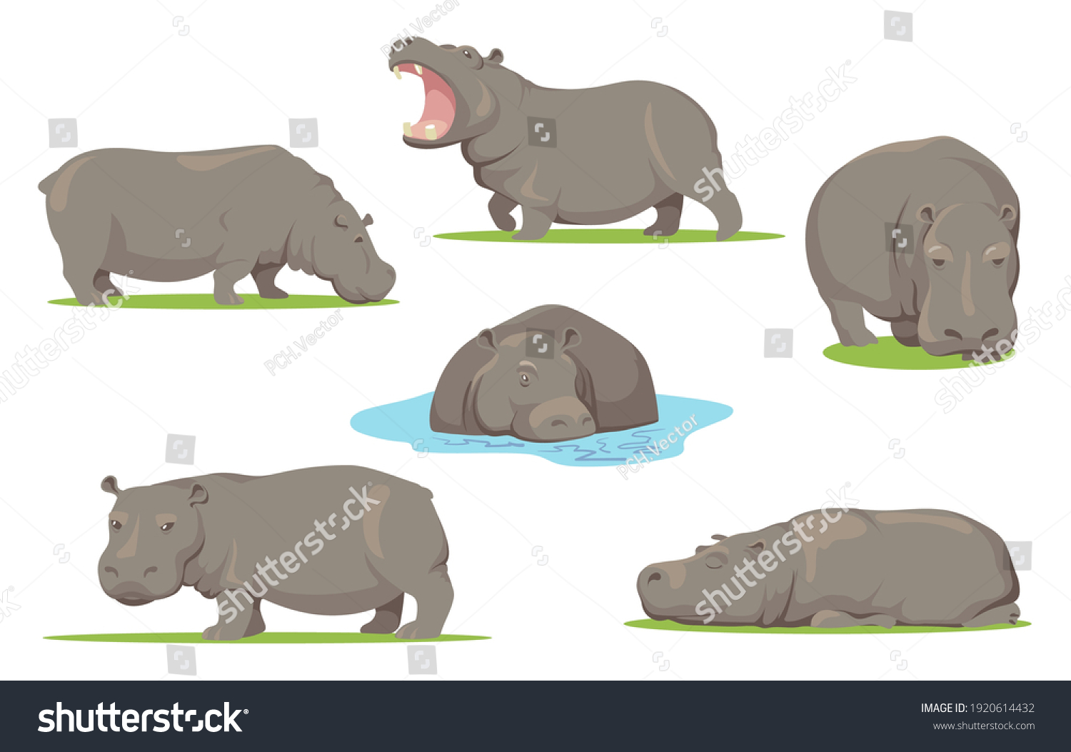 Hippopotame Images Photos Et Images Vectorielles De Stock Shutterstock