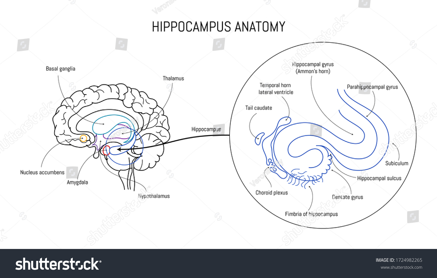SVG of Hippocampus anatomy and structure. Neuroscience infographic on white background. Human brain lobes and sections illustration. Neurobiology scientific futuristic medical vector. svg