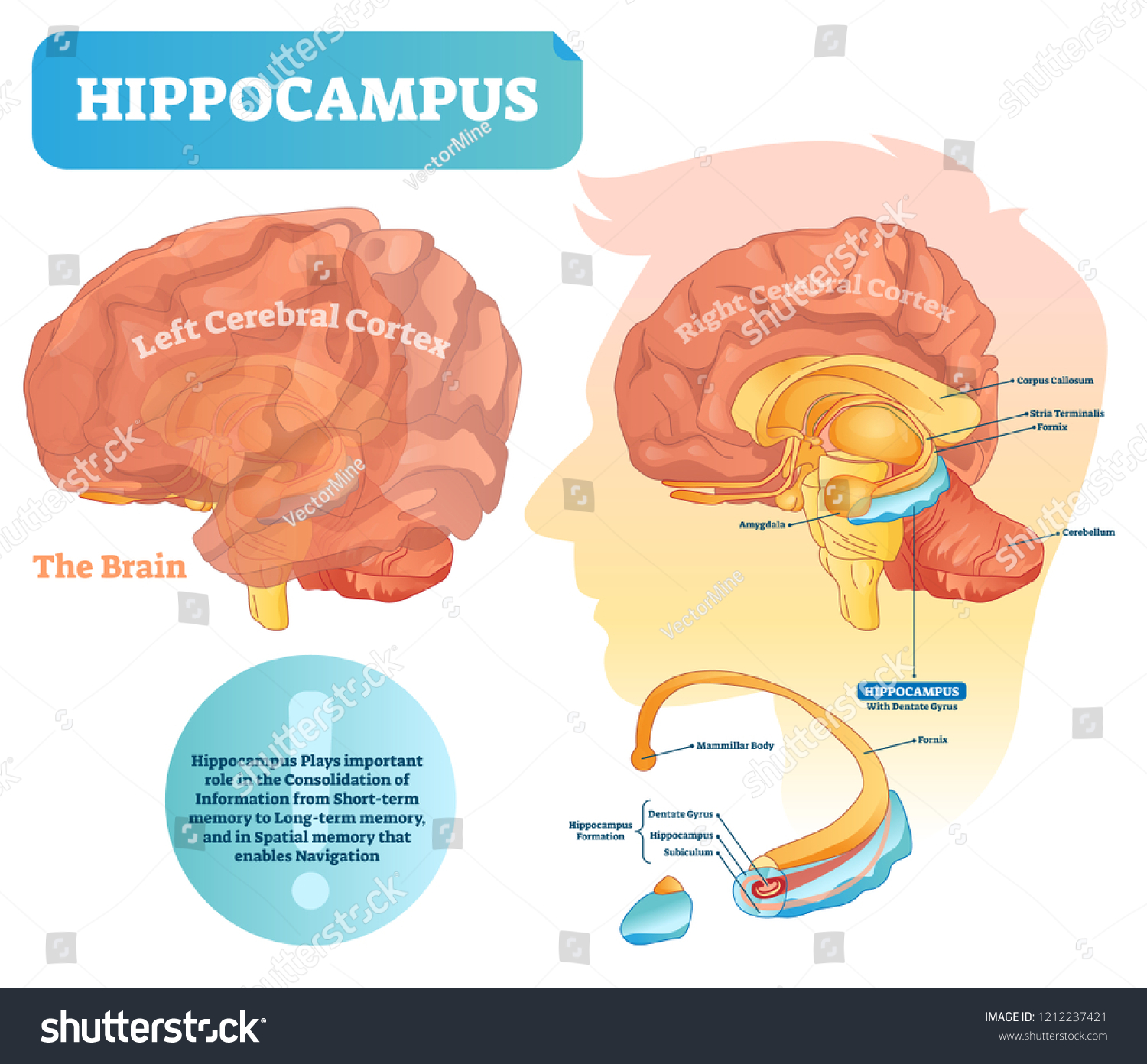 SVG of Hippocampus vector illustration. Labeled diagram with isolated closeup structure and location. Formation division with dentate gyrus, subiculum and mammillar body. svg