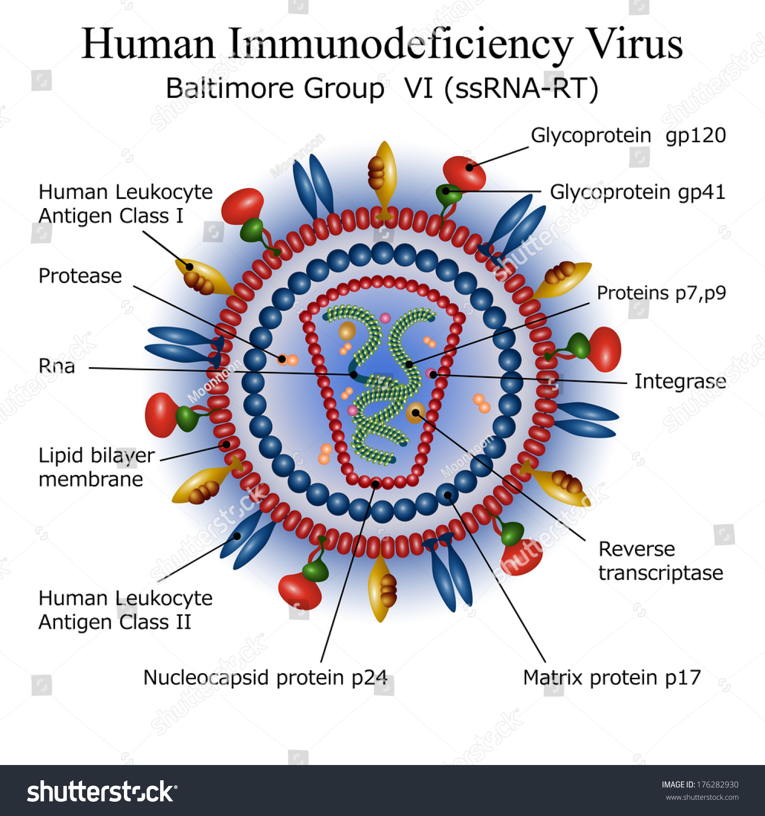 Hiv Virus Particle Structure Stock Vector Illustration 176282930 ...