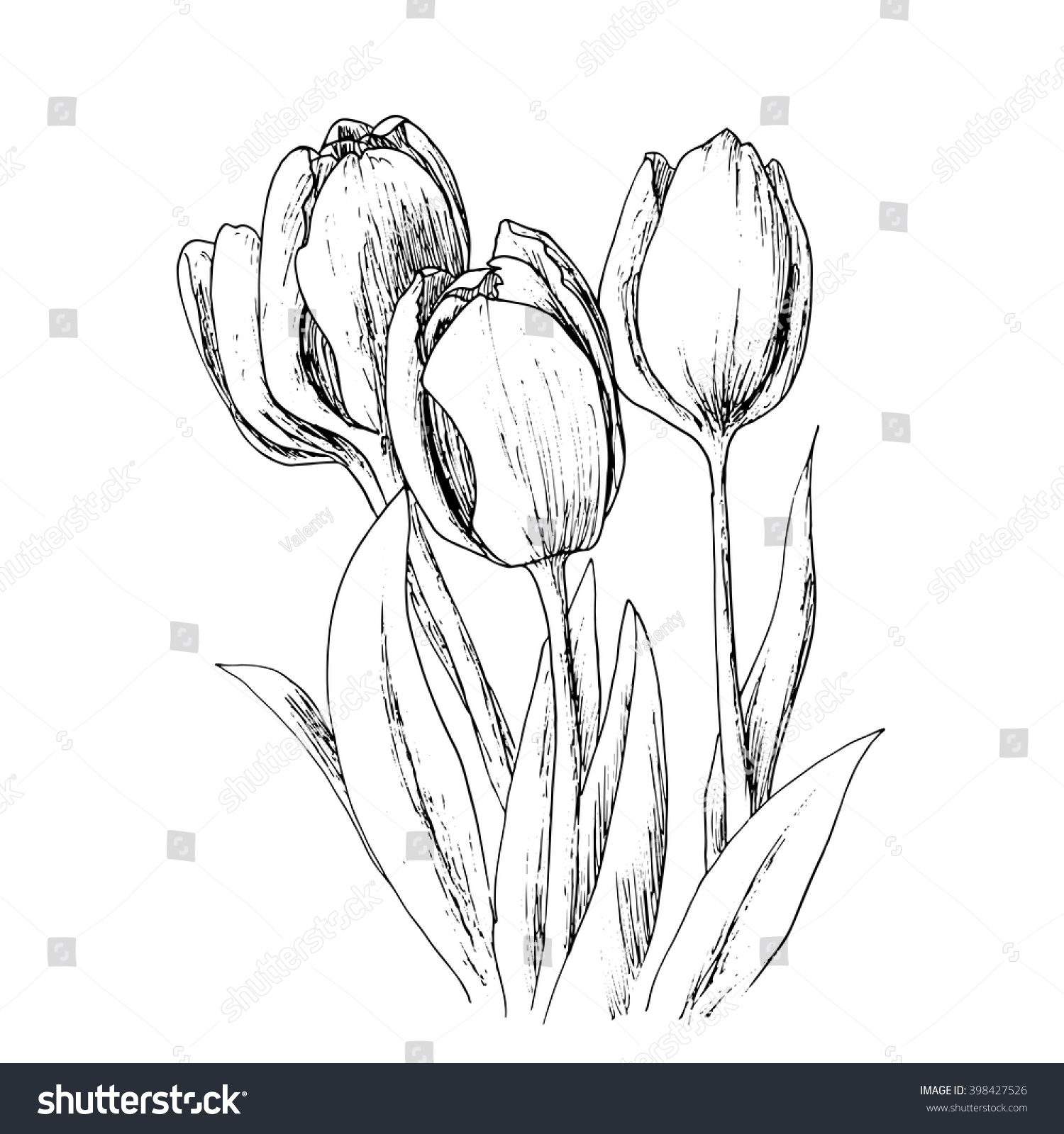 Holland Tulips On A White Background. Vector. Hand Drawn Artwork. Love ...
