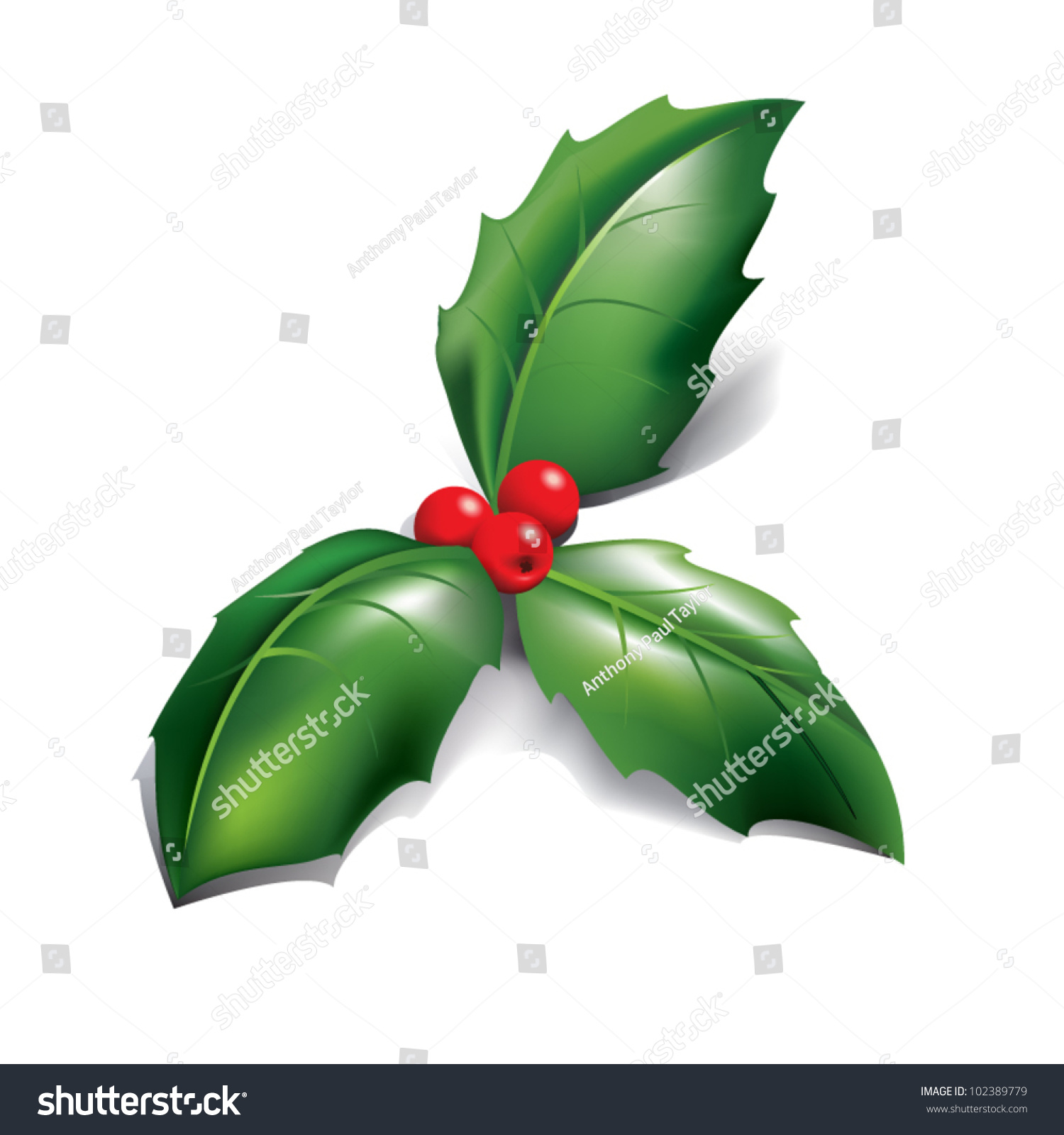 Holly Stock Vector Illustration 102389779 : Shutterstock