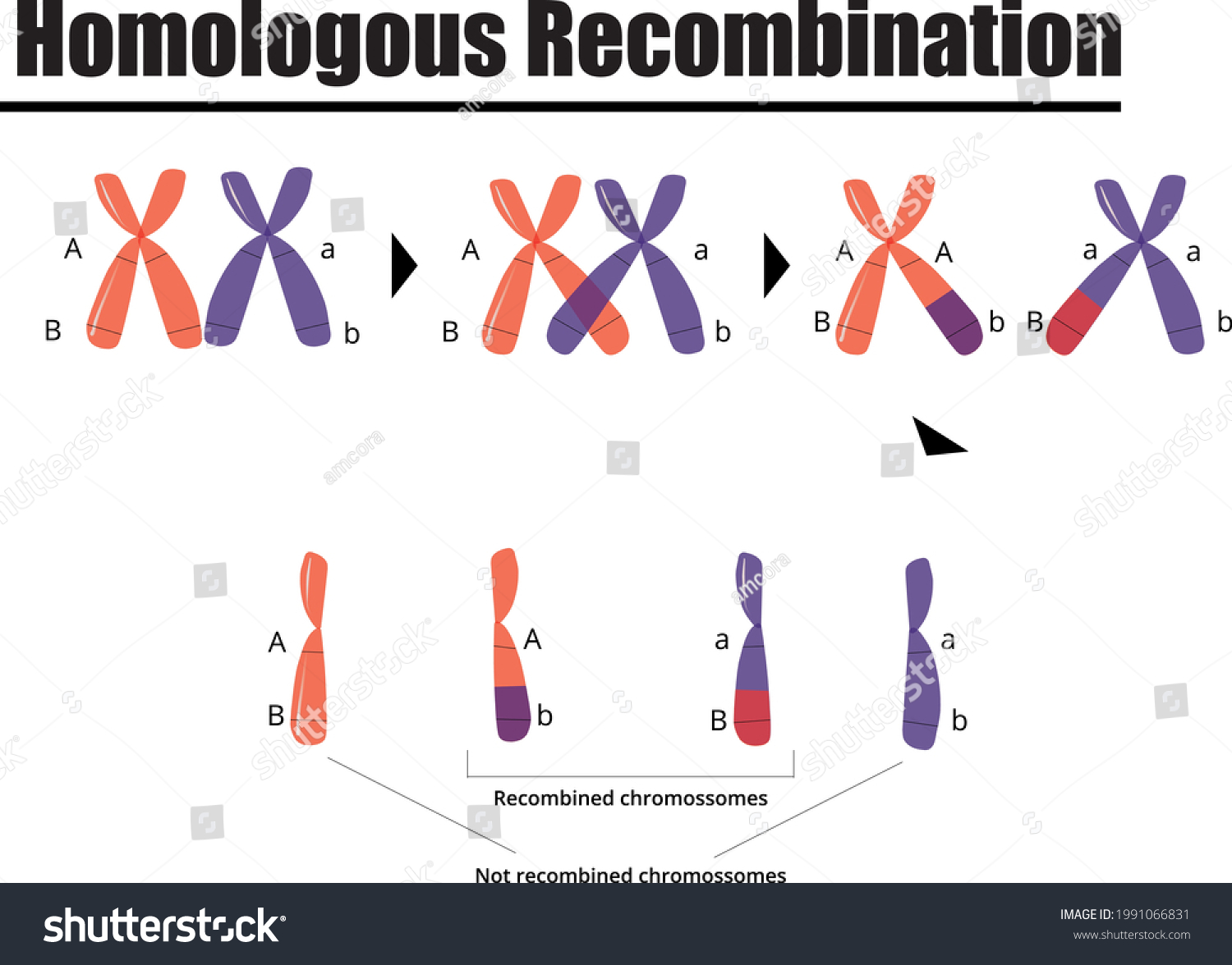 626 Chromosome chromatid Images, Stock Photos & Vectors | Shutterstock