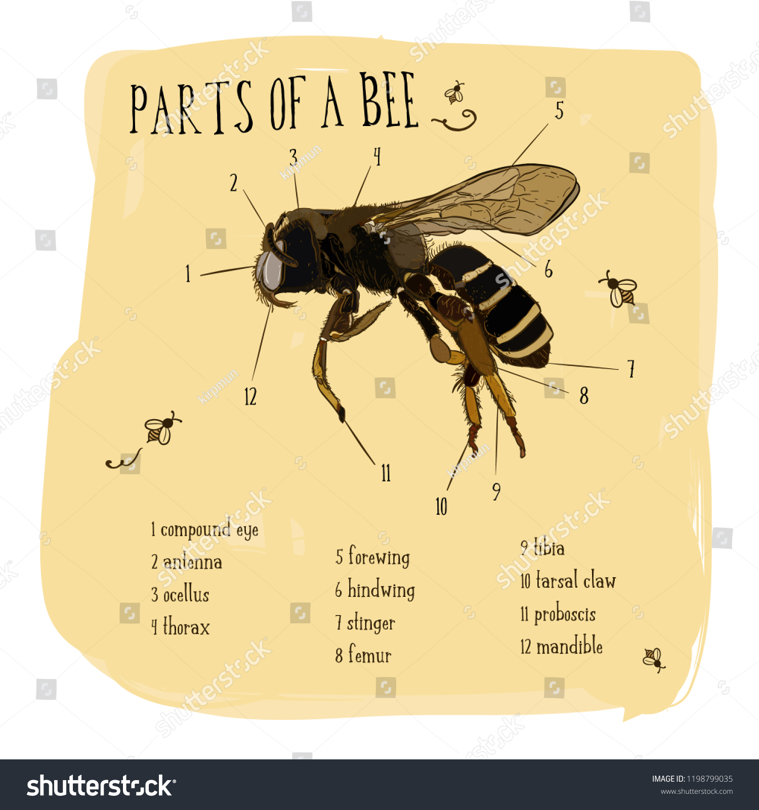 Honey Bee Vintage Vector Drawing Hand Stock Vector Royalty Free 1198799035