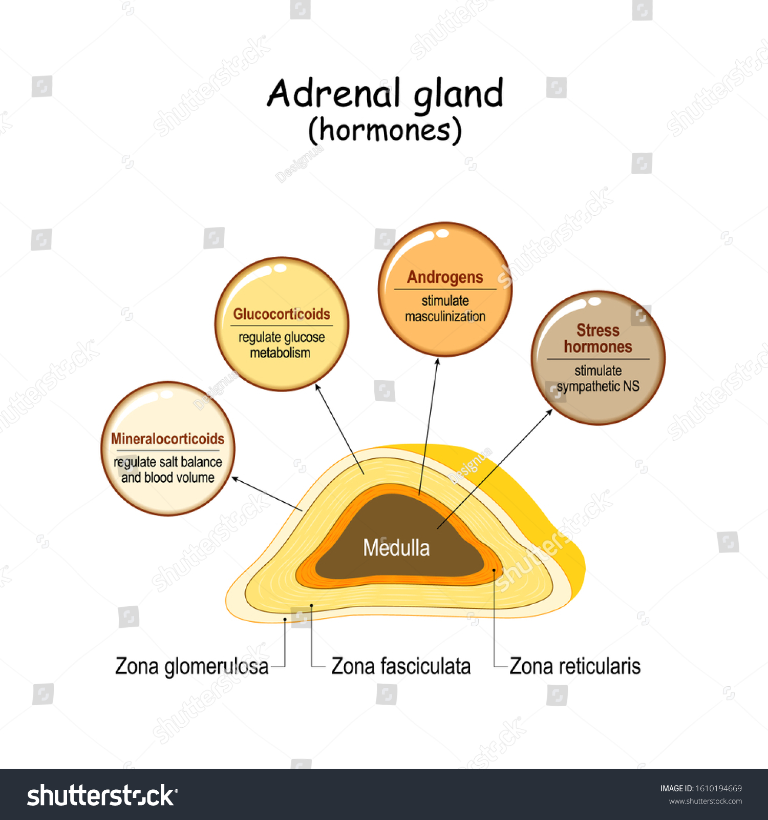 Hormones Adrenal Gland Labeled Scheme All Vetor Stock Livre De