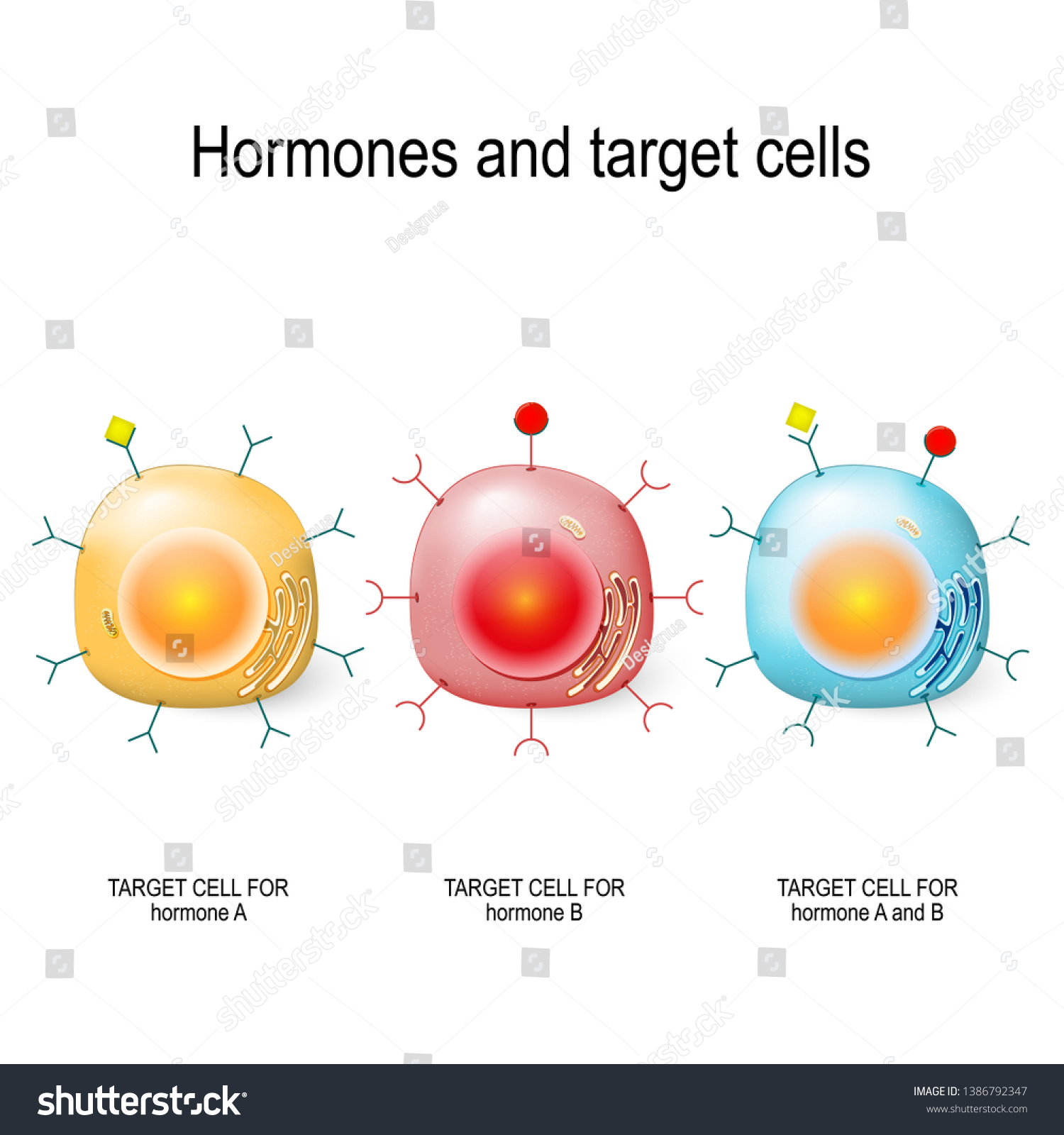 Hormones Receptors Target Cells Each Type Stock Vector Royalty Free