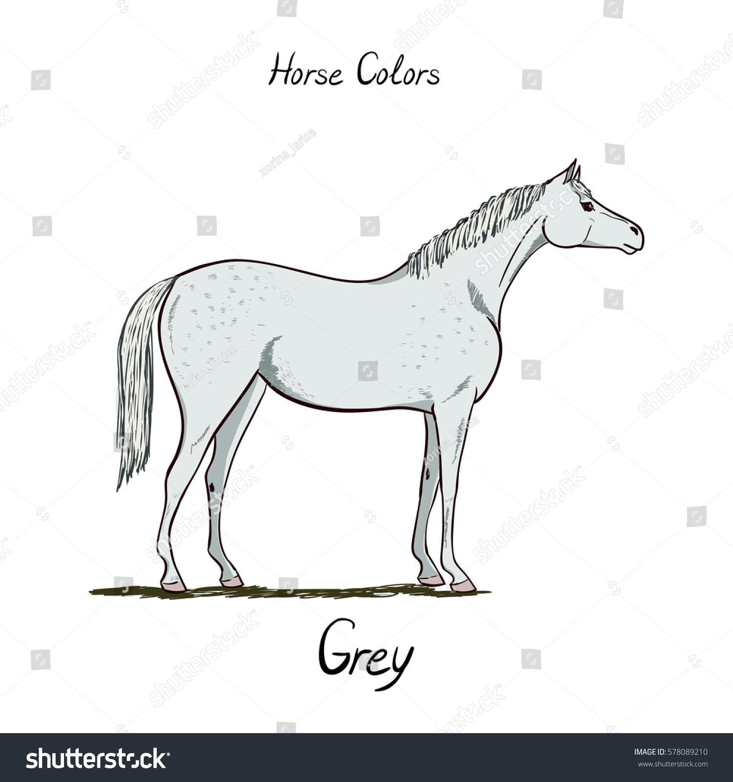 Horse Identification Chart