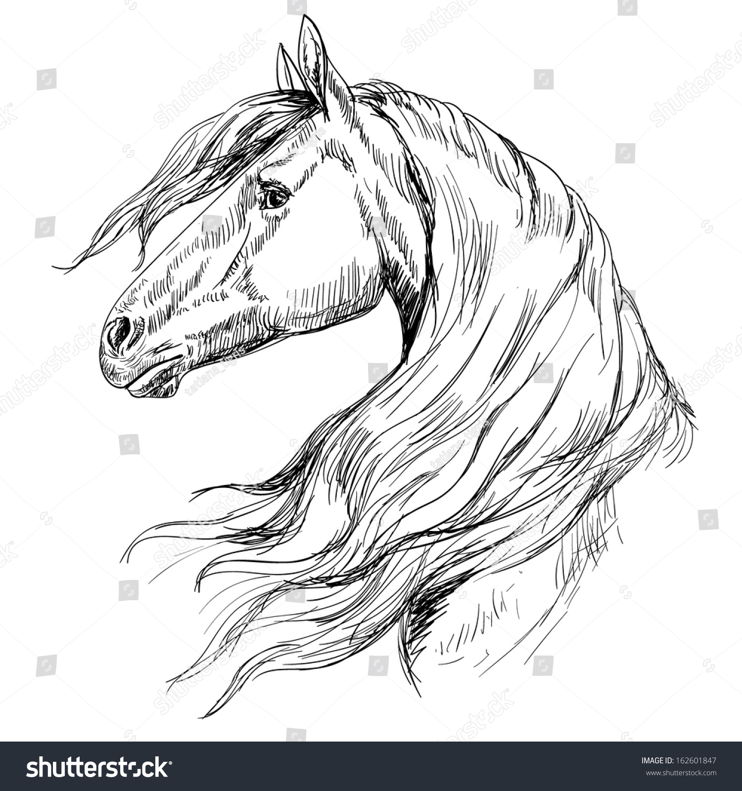 Horse Head, Sketch Style Stock Vector 162601847 : Shutterstock