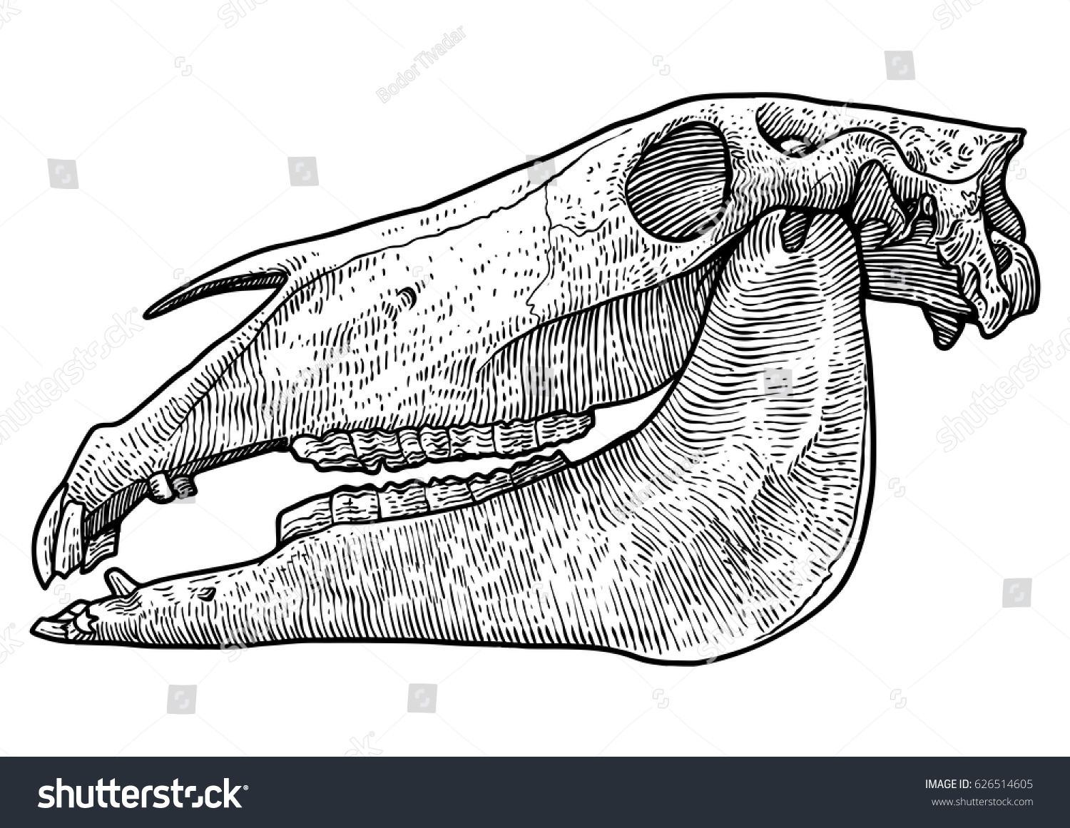 10,345 Dead horse Images, Stock Photos & Vectors | Shutterstock