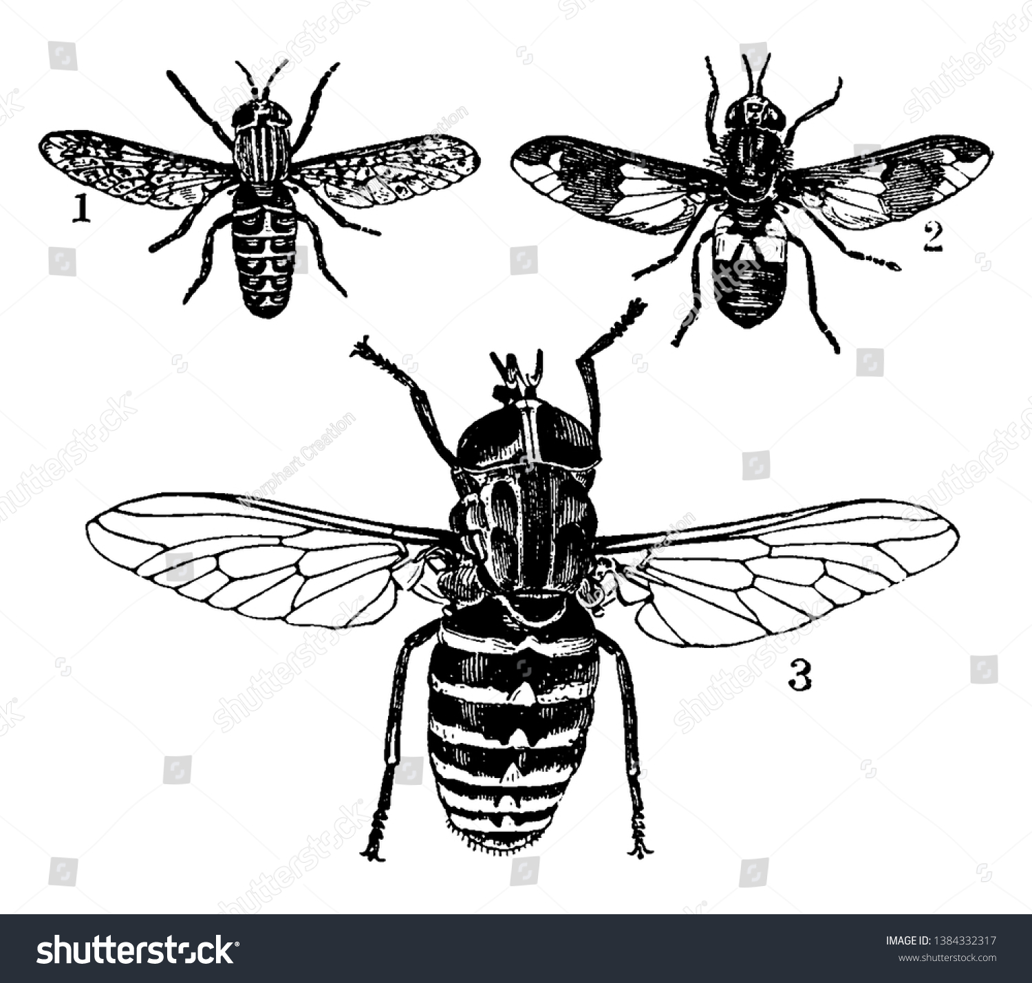 Horsefly Family Tabanidae Insect Order Diptera Stock Vector (Royalty ...