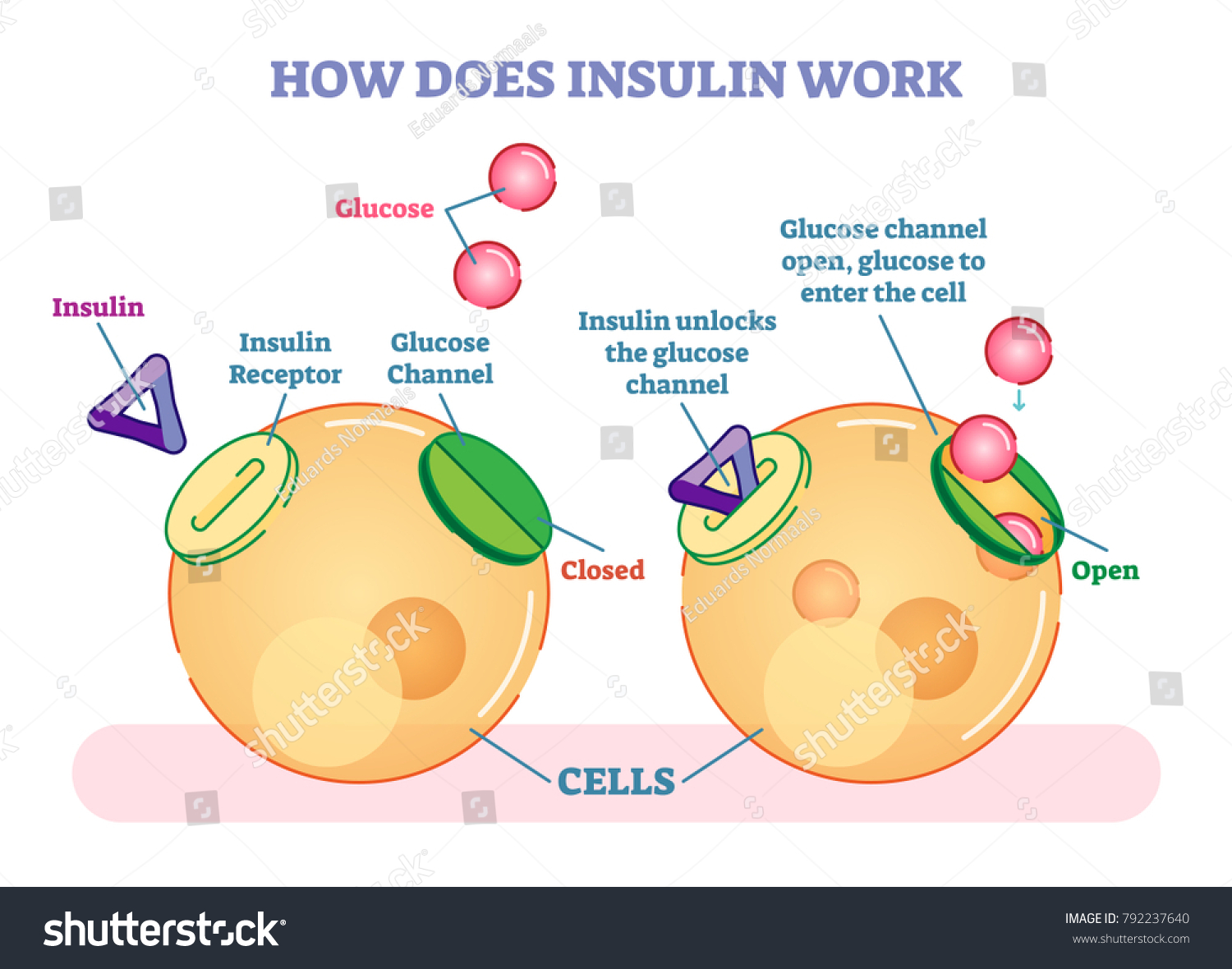 all-you-need-to-know-about-insulin-reader-s-digest