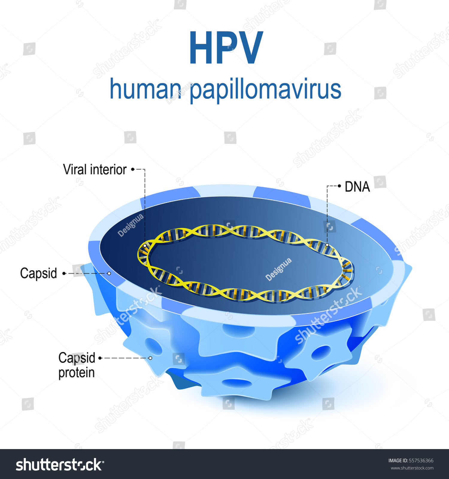 Human papillomavirus diagram Life cycle of enterobius vermicularis with diagram