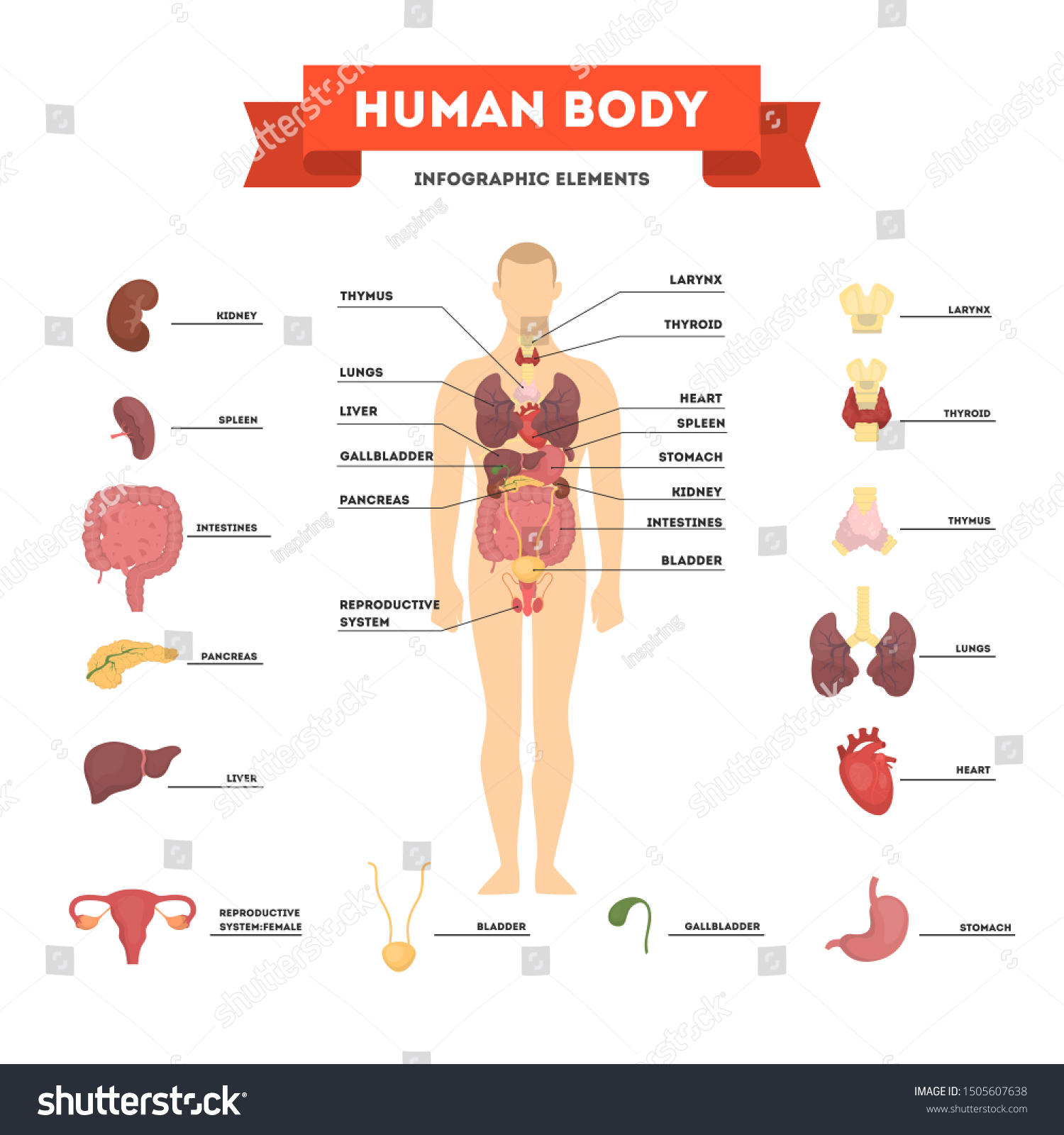 Male Internal Organs Male Anatomy Of The Body / The Male Reproductive