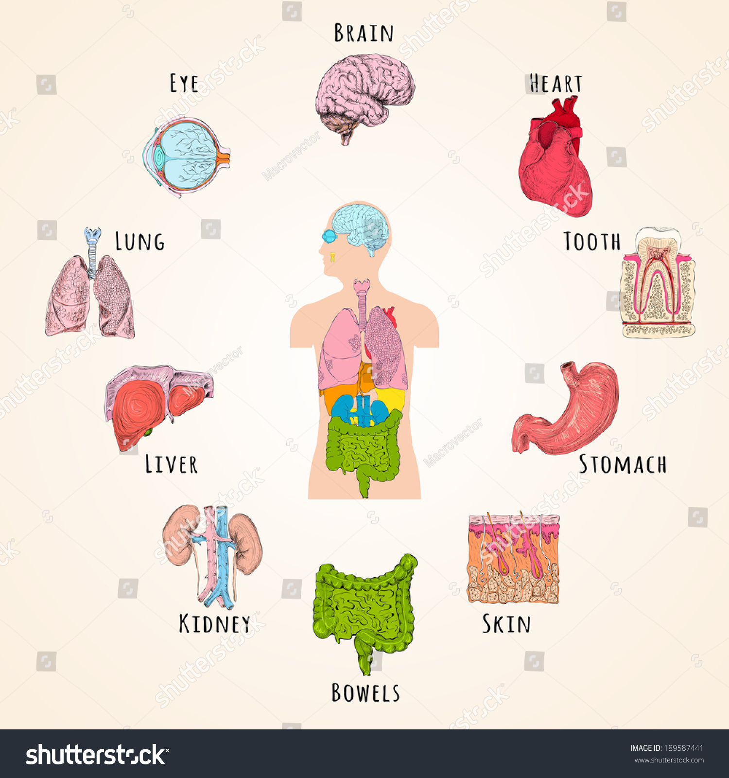 Human Anatomy Concept Body Silhouette Organs Stock Vector (Royalty Free ...