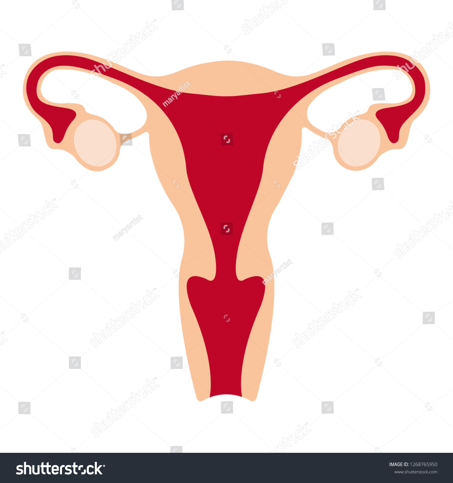Human Anatomy Female Reproductive System Female Vector De Stock Libre De Regalías 1268765950 4607