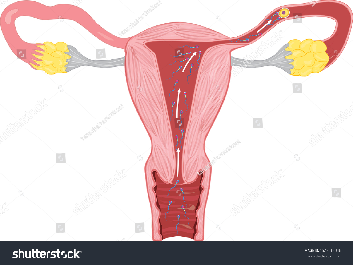 Vektor Stok Human Anatomy Female Reproductive System Female Tanpa Royalti 1627119046 1266