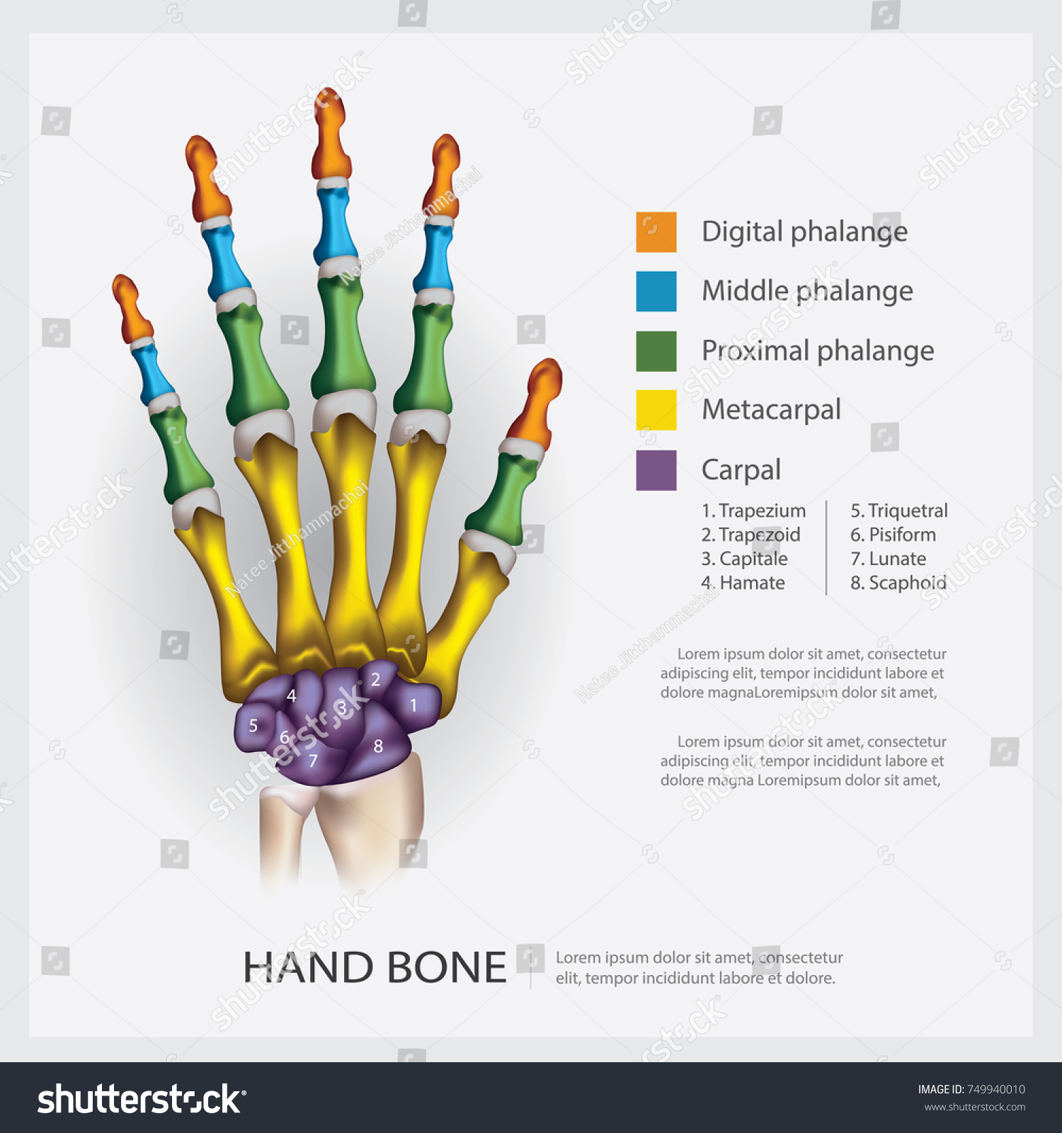 Human Anatomy Hand Bone Vector Illustration Stock Vector Royalty Free Shutterstock