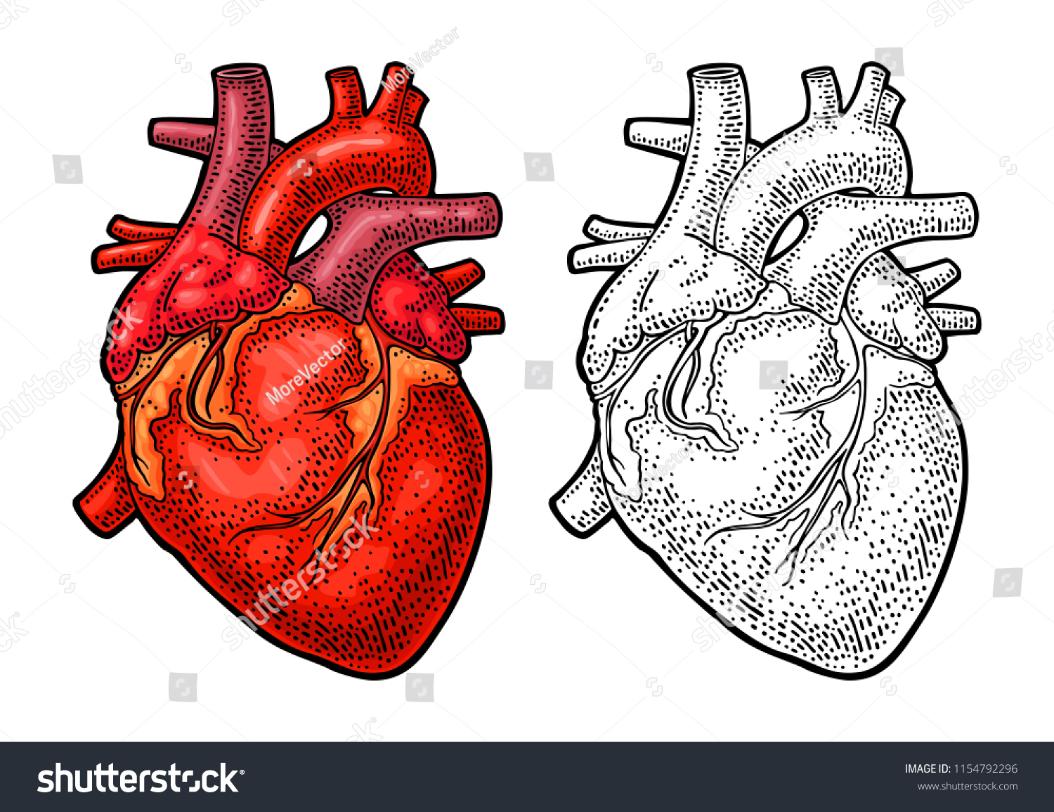 Human Anatomy Heart Vector Black Color Stock Vector Royalty Free 1154792296