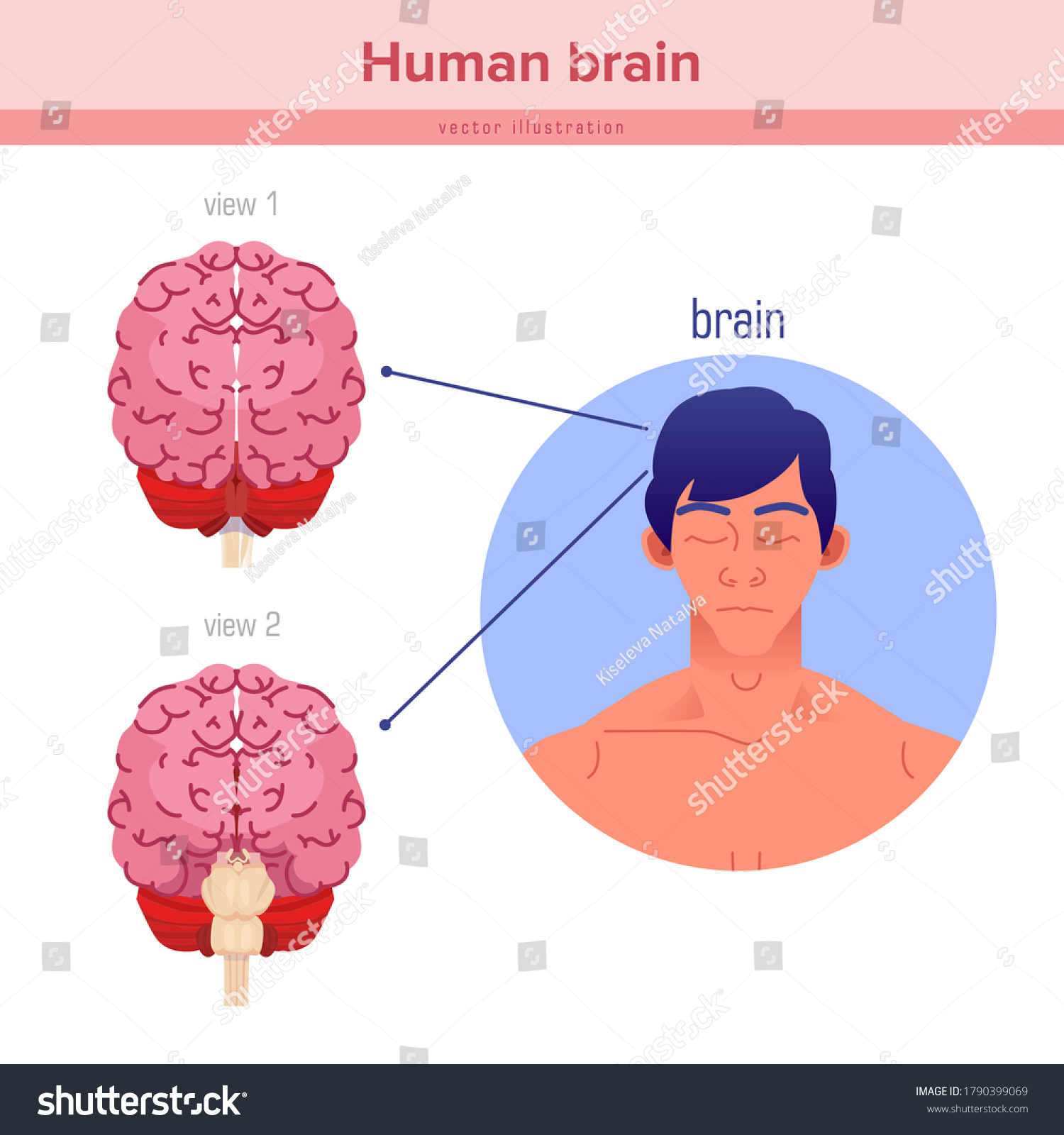 Human Anatomy Human Brain Front Back Stock Vector Royalty Free