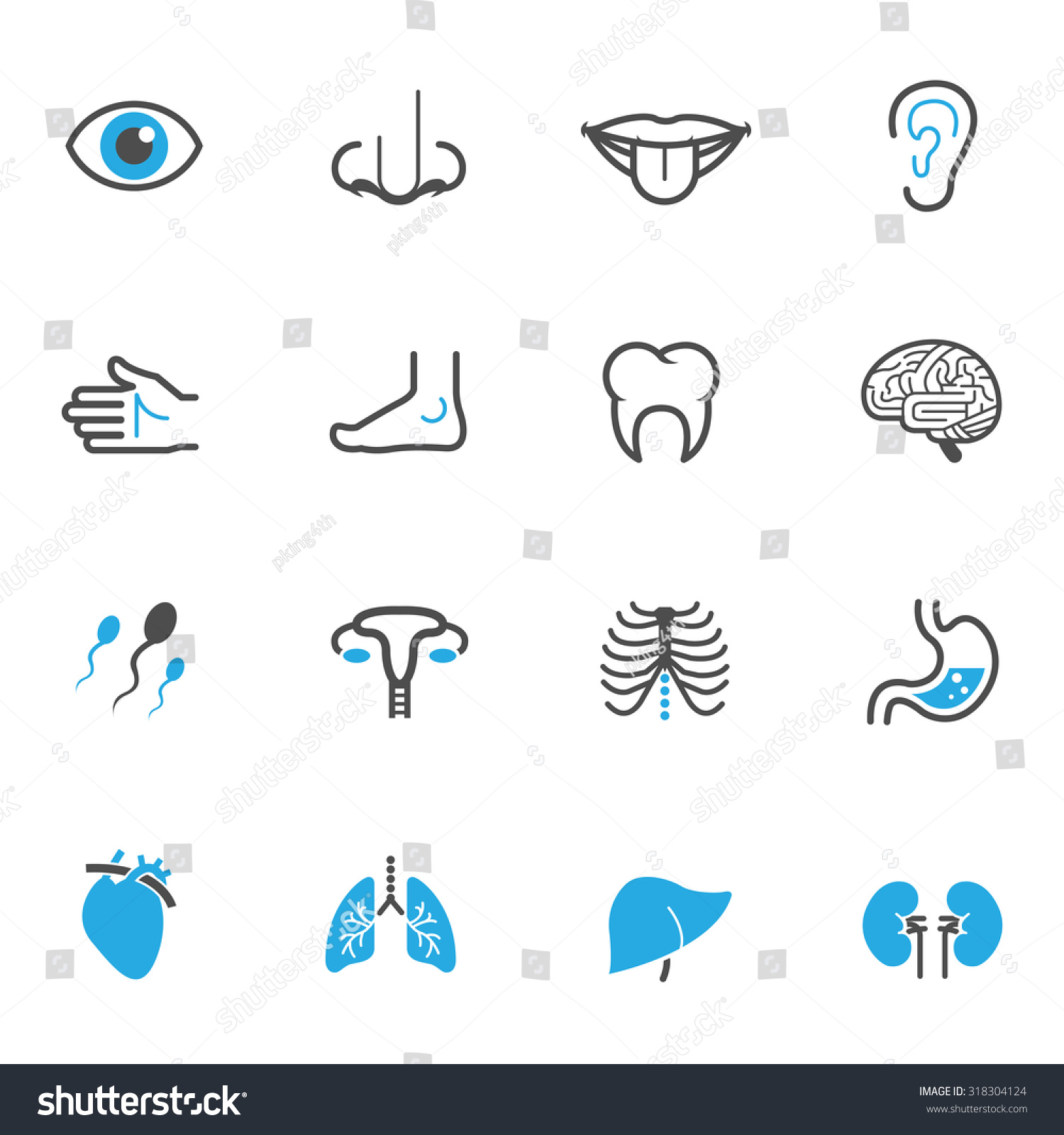 Human Anatomy Icons Stock Vector Illustration 318304124 : Shutterstock